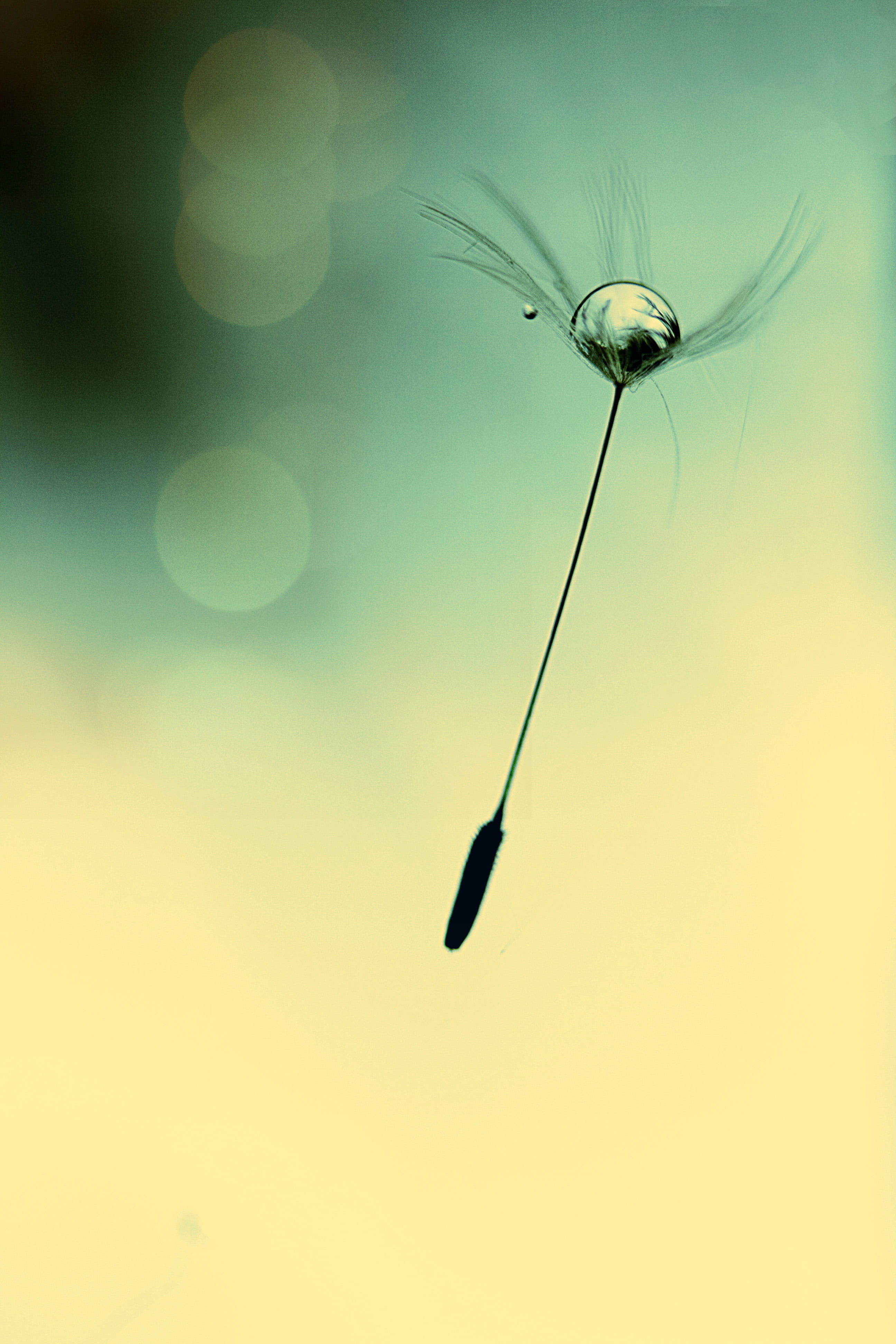 FALLING, untitled, MACRO, nature, starry, UP, PURE, SCOTLAND, CANON, BOKEH, LOOK AT ME, look, FTLB, LIGHTNING SEEDS, POCUS, HEDGE, PUSH, SKIES, 4K, RAIN, Phone HD Wallpaper