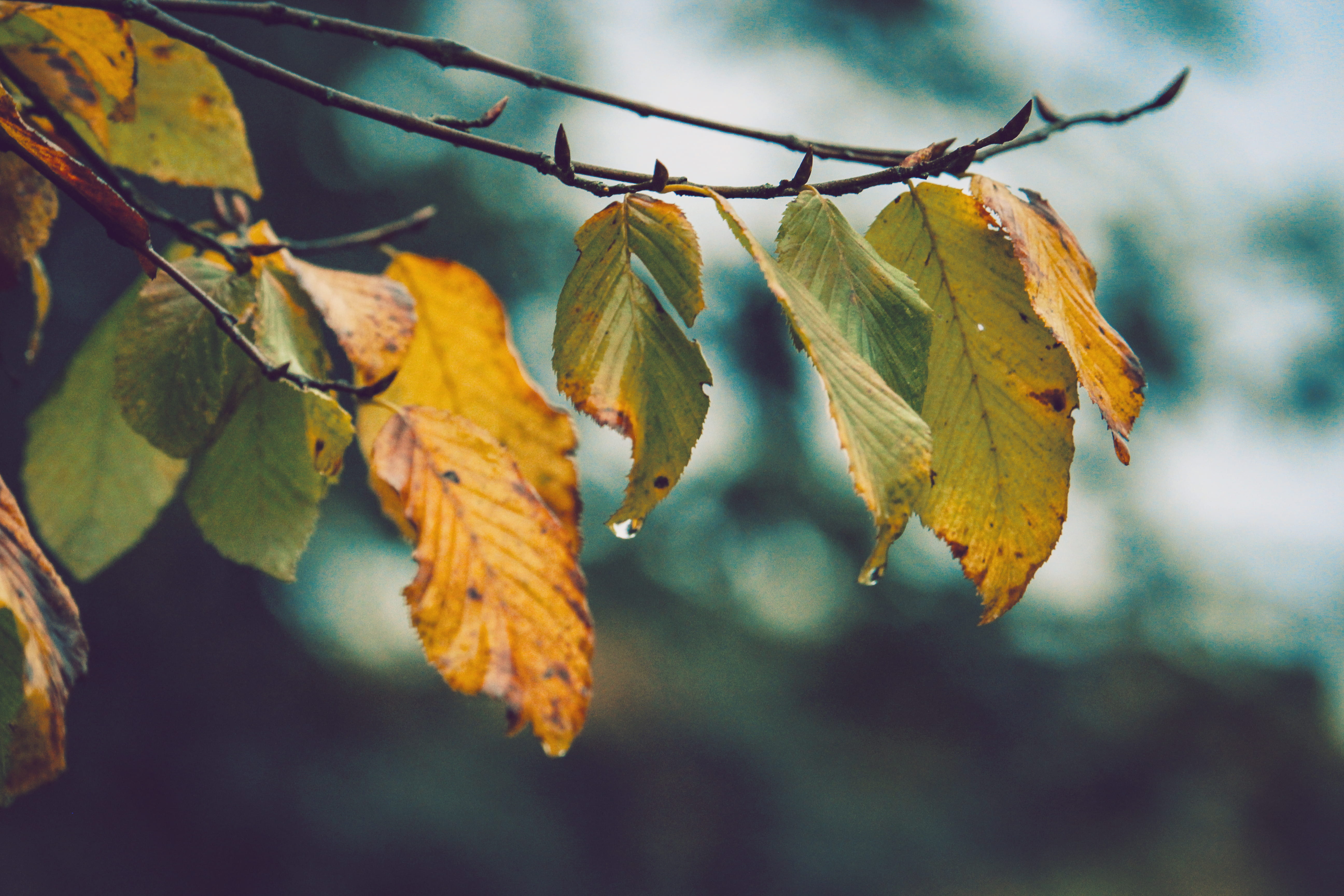 maple, plant, no people, raindrops, autumn, outdoors, royalty  images, twig, daylight, wood, tree, season, light, autumn leaves, color, fall leaves, flora, HD Wallpaper
