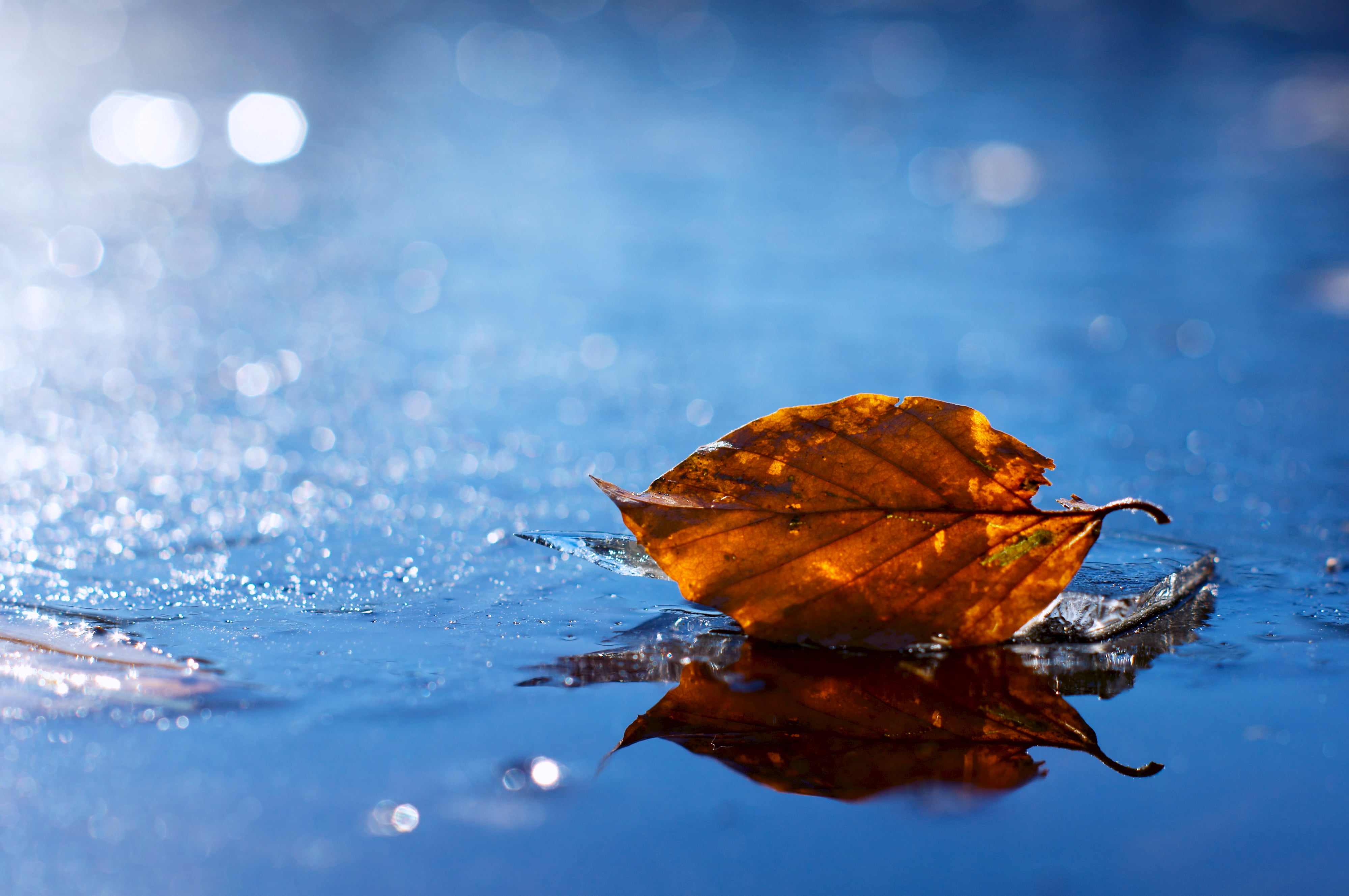 4K, color Image, dry, drop, blue, beauty In Nature, outdoors, reflection, weather, season, water Surface, yellow, falling, fallen, multi Colored, change, HD Wallpaper