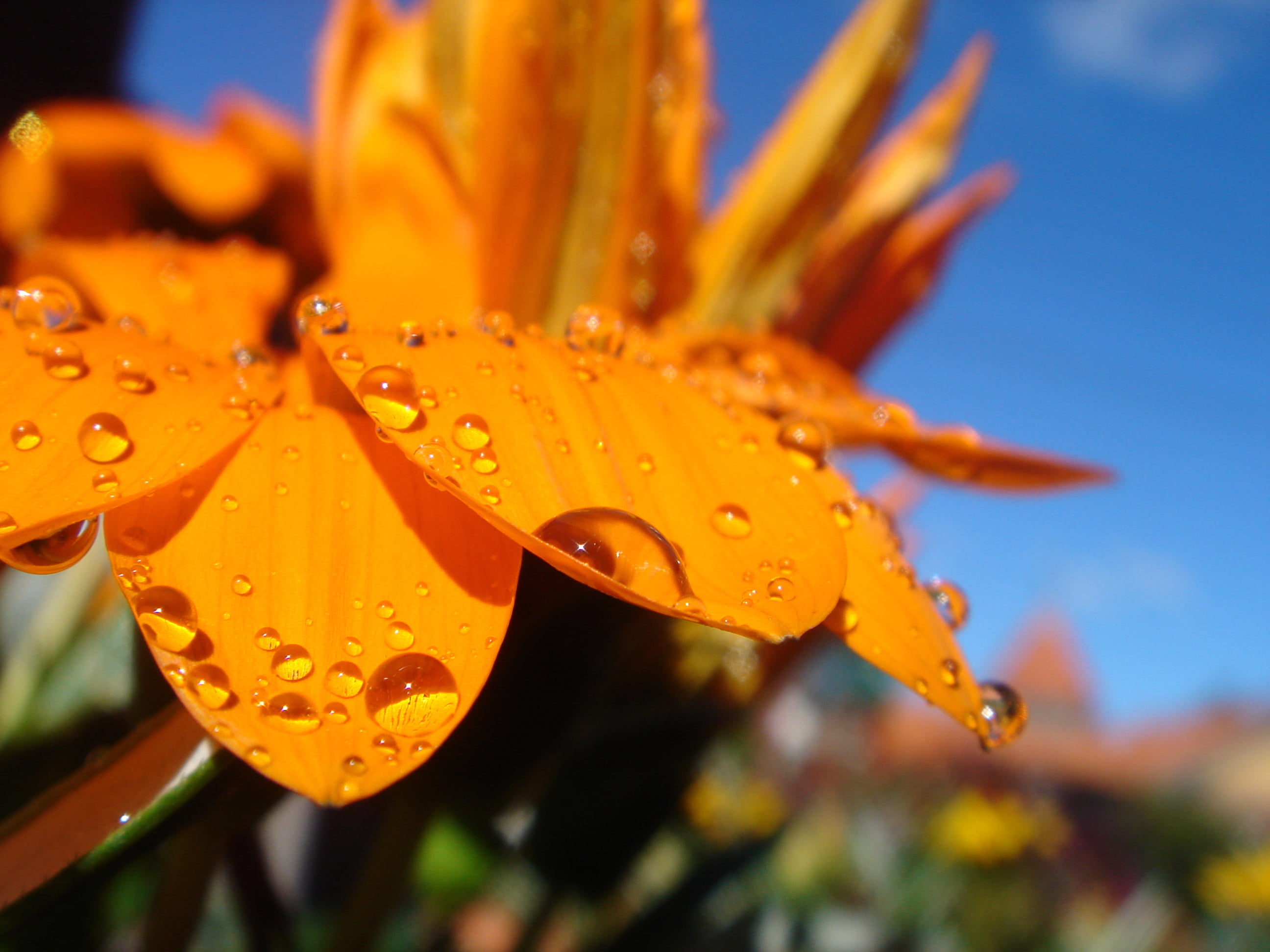 petaled, close-up, dew, Macro, nature, NO LIMITS, rain, Photos, Pictures, Tears, drops, orange  sky, blue  garden, fleur, gazania, orange, plant, Flower, HD Wallpaper