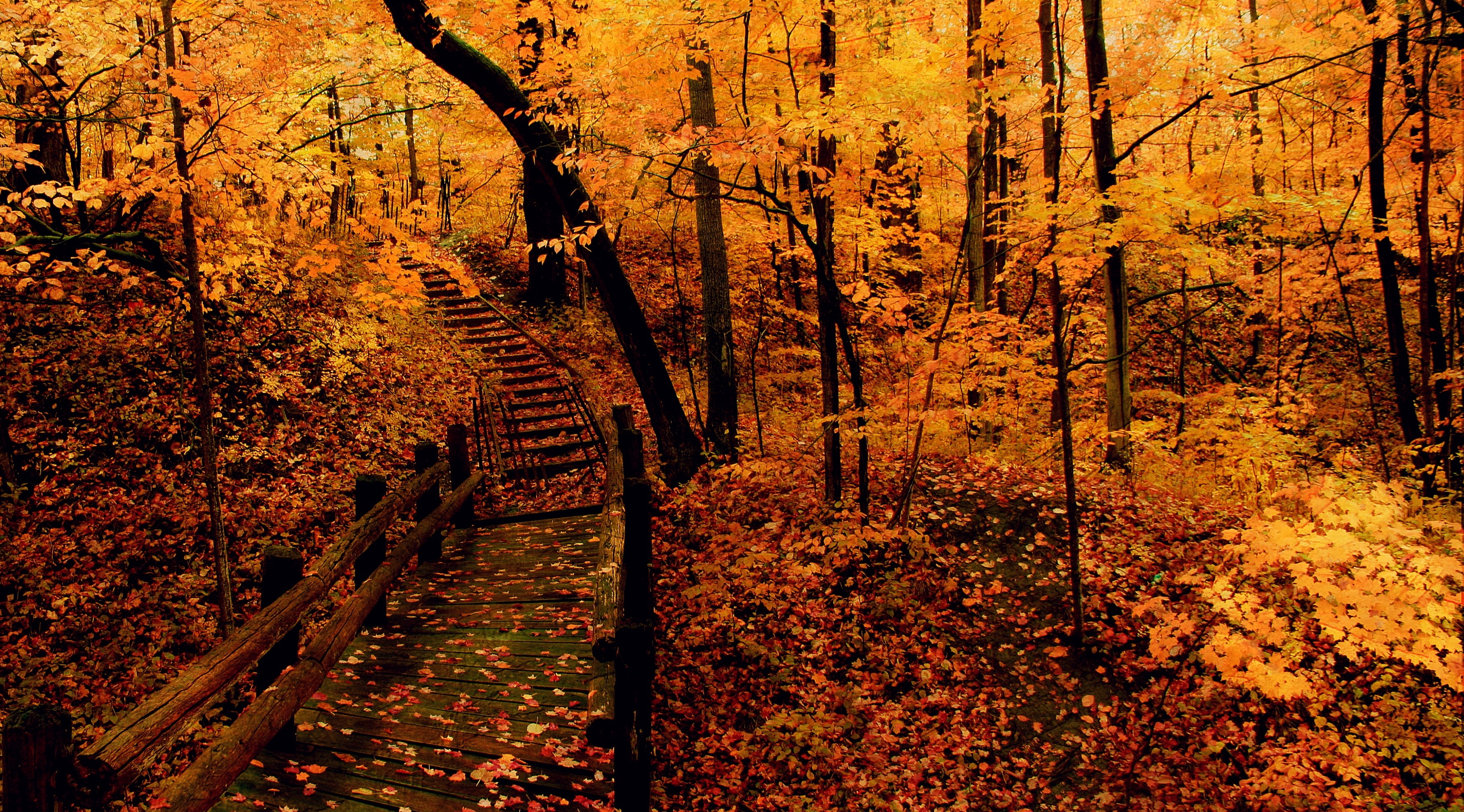 Autumn, Fall, Beautiful, leaf, Trees, tree, footpath, outdoors, change, tree trunk, yellow, Milwaukee, growth, Morning, track, Leaves, day, Mist, forest, HD Wallpaper