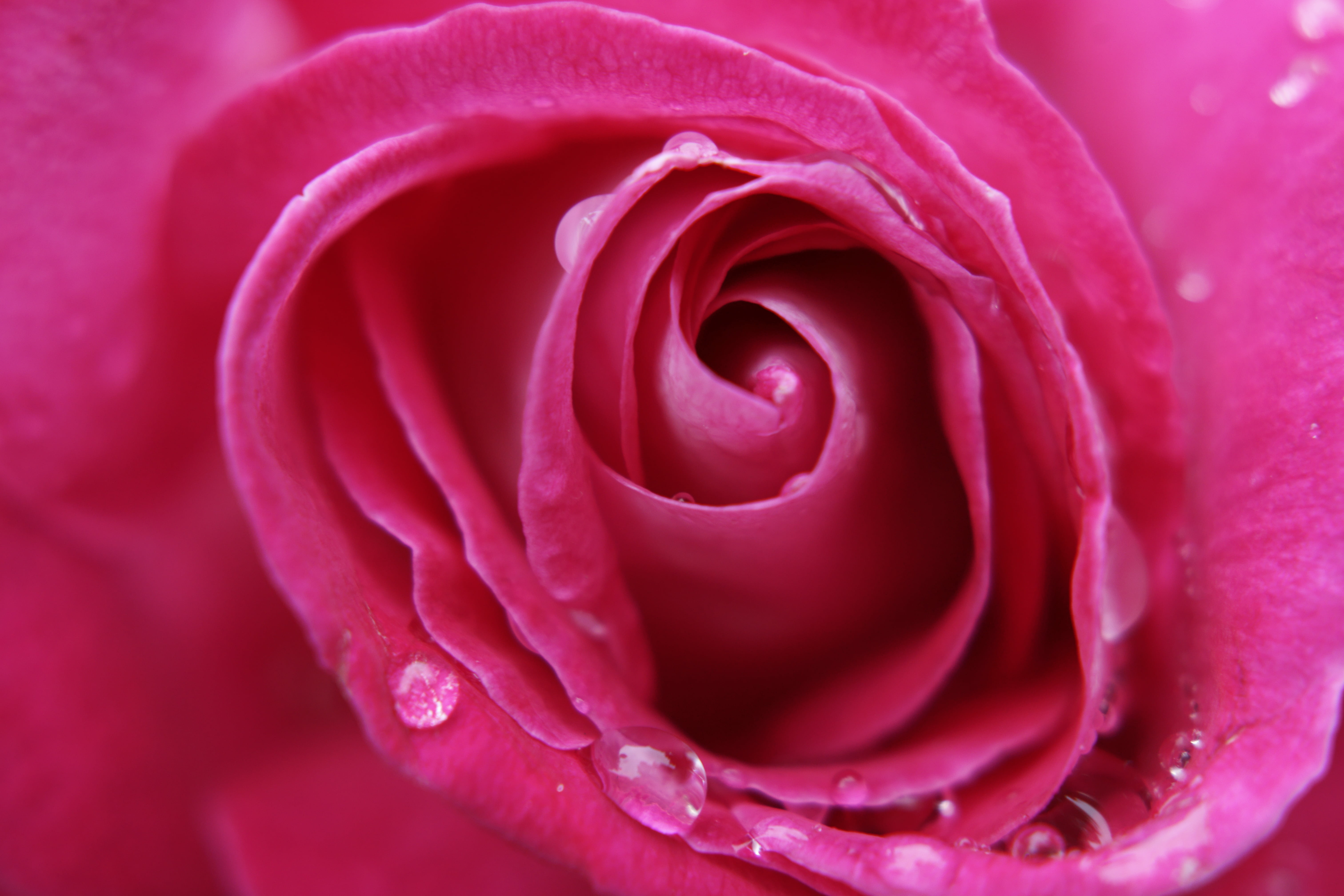 single Flower, rose - Flower, macro, petaled, garcia, freshness, springtime, plant, vulnerability, flower picture, flowers, wet, no people, ornamental plants, HD Wallpaper