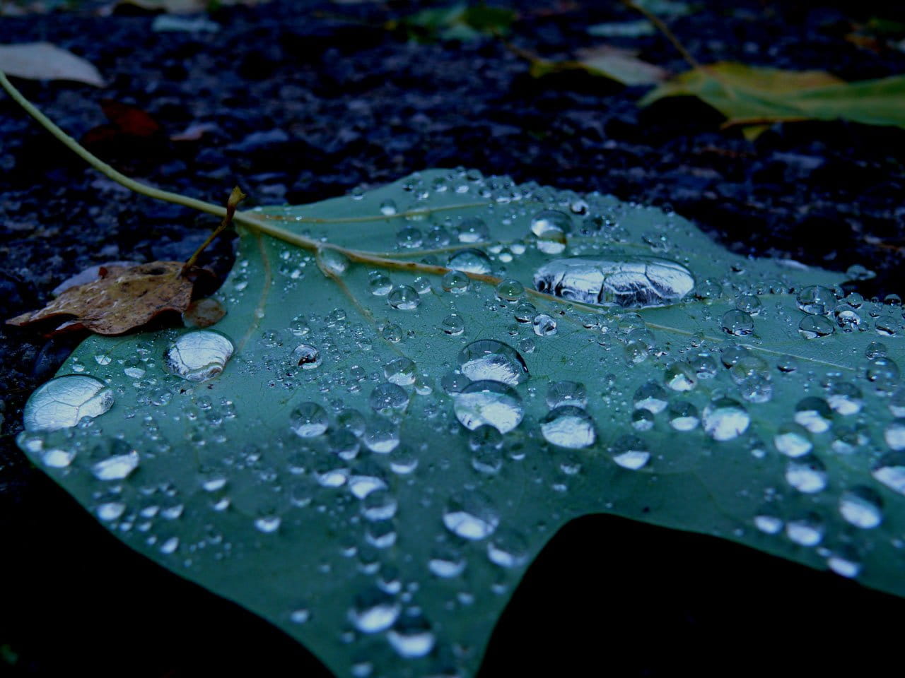 Drop, fragility, pond, vulnerability, leaves, change, floating on water, wet, close-up, water, Picture, rainy season, Nature, floating, outdoors, plant, HD Wallpaper