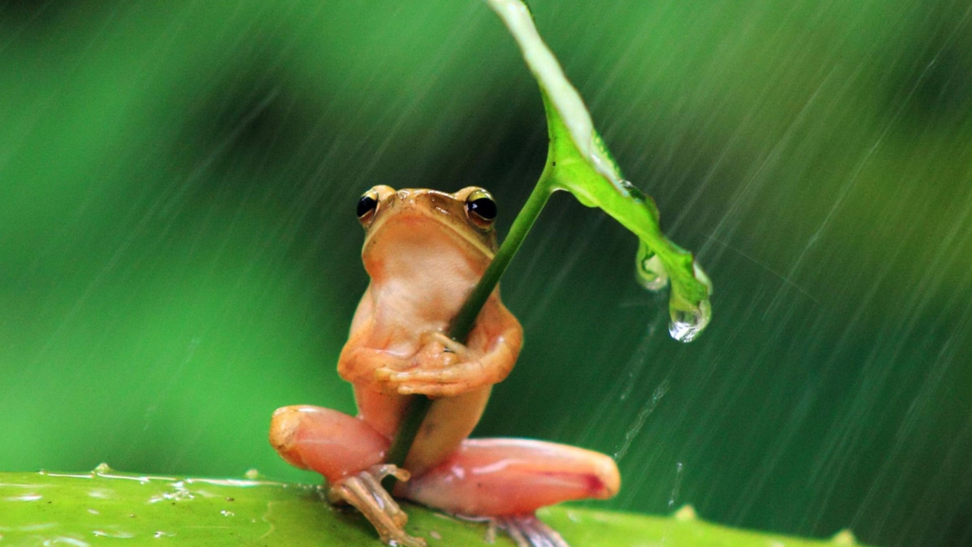raining, funny, cute, 1080P, frog, rain drops, HD Wallpaper