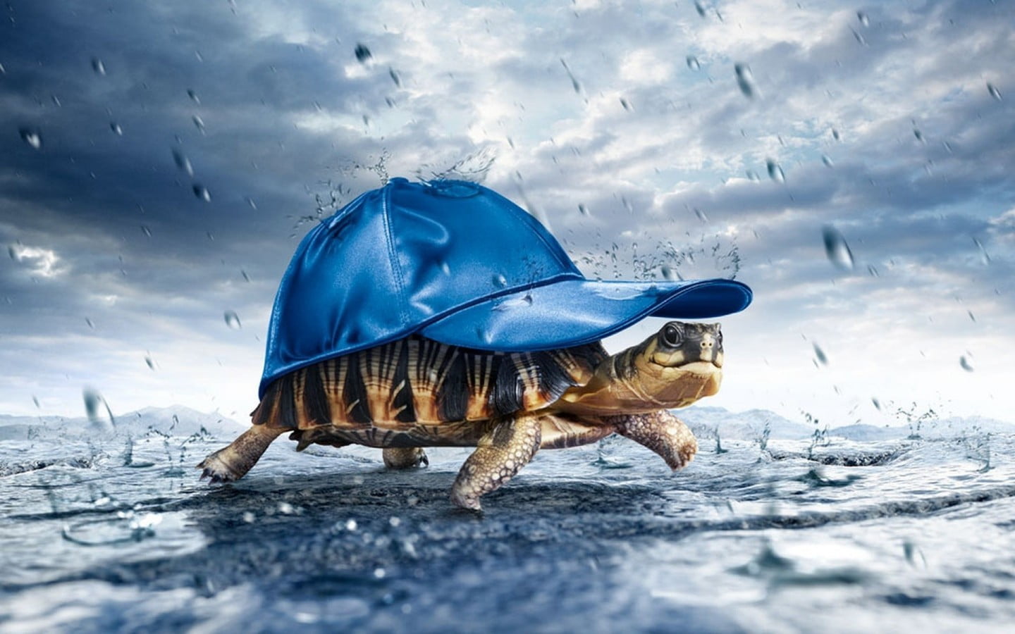 digital, one animal, humor, brown, fish, day, sea, animals in the wild, reptile, rain, no people, turtle, cap, blue, hat, water, 720P, marine, nature, HD Wallpaper