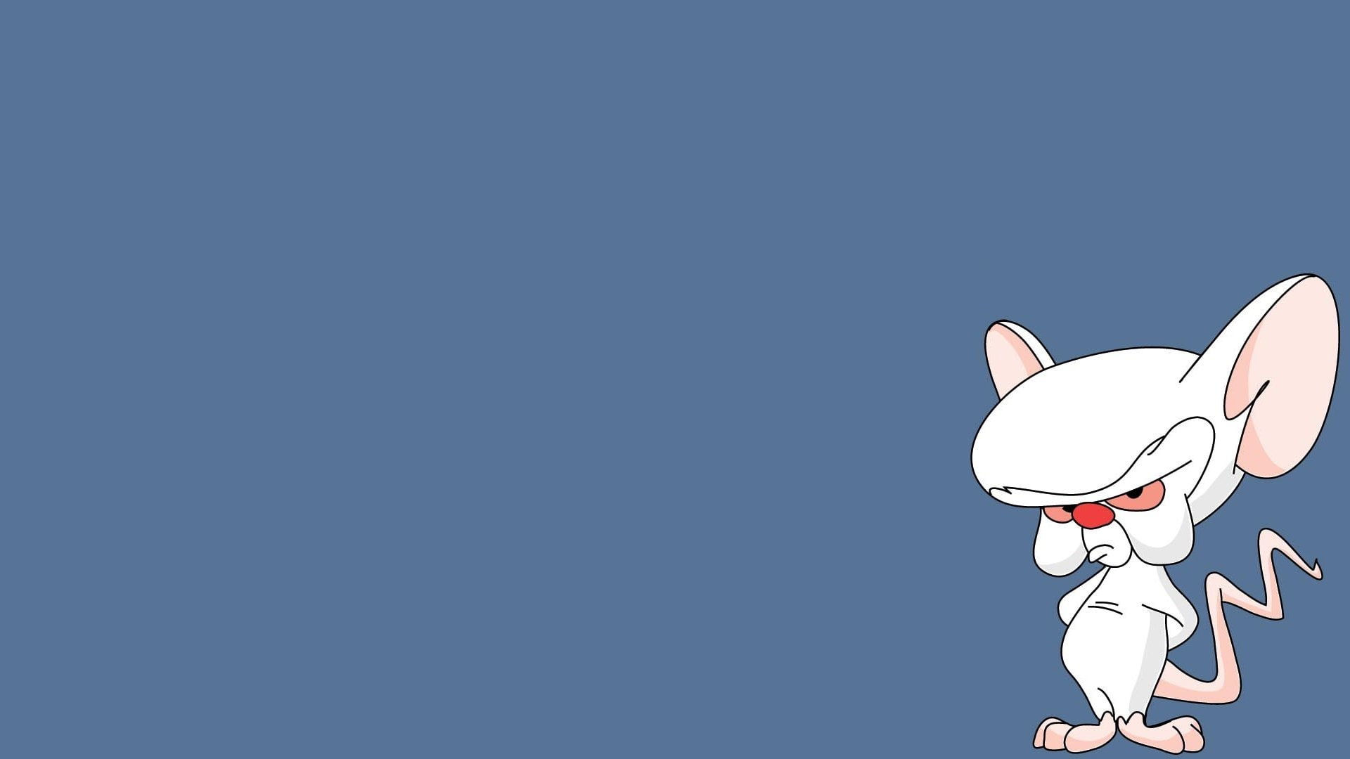  1080P, TV Show, white, Pinky And The Brain, brain, HD Wallpaper