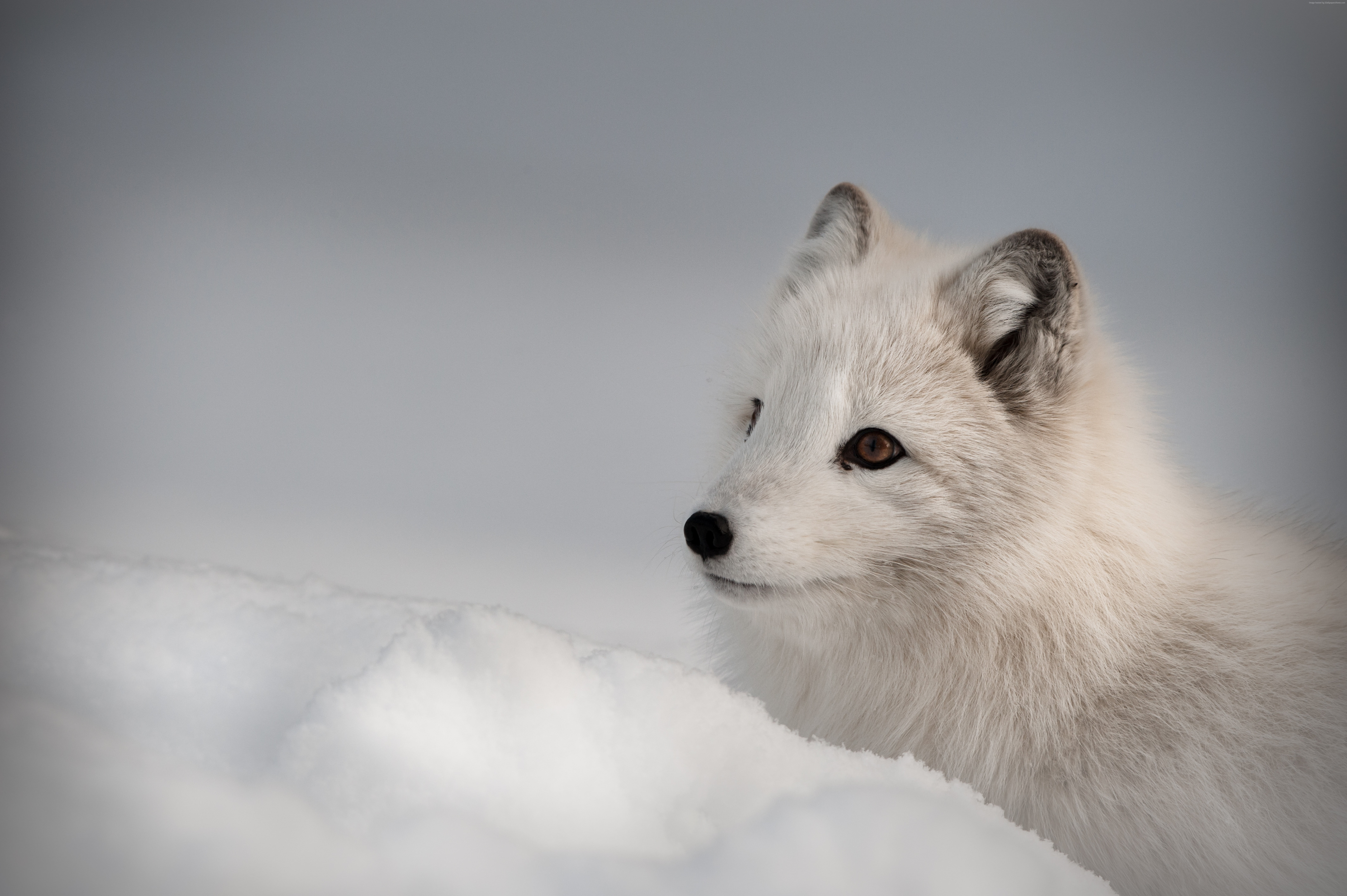 animal, Arctic fox, Northern Hemisphere, 8K, HD Wallpaper