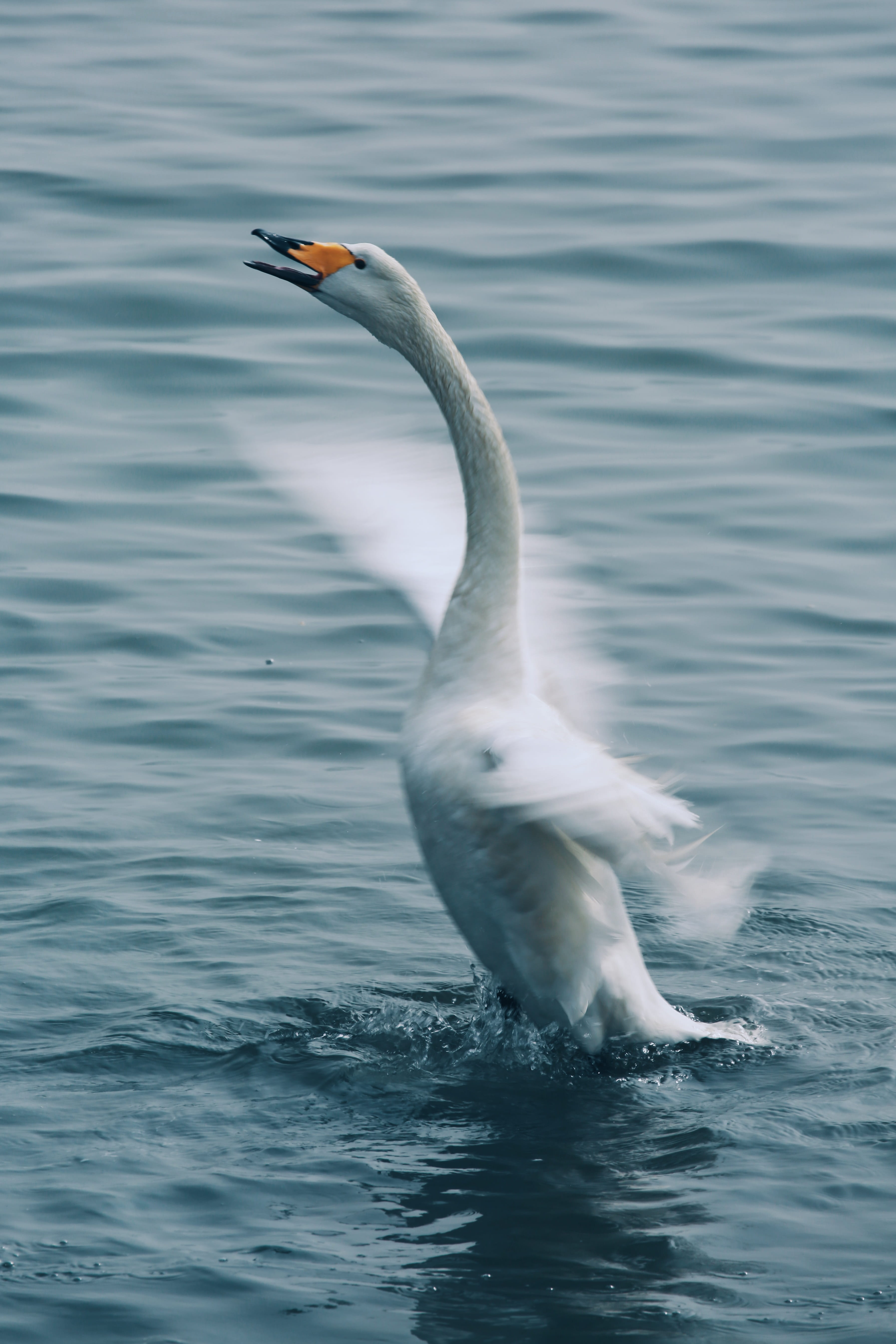 bird, animal themes, motion, outdoors, 5K, animal wildlife, animal neck, vertebrate, day, swimming, water bird, beauty in nature, cygnus, waterfront, animal, Phone HD Wallpaper