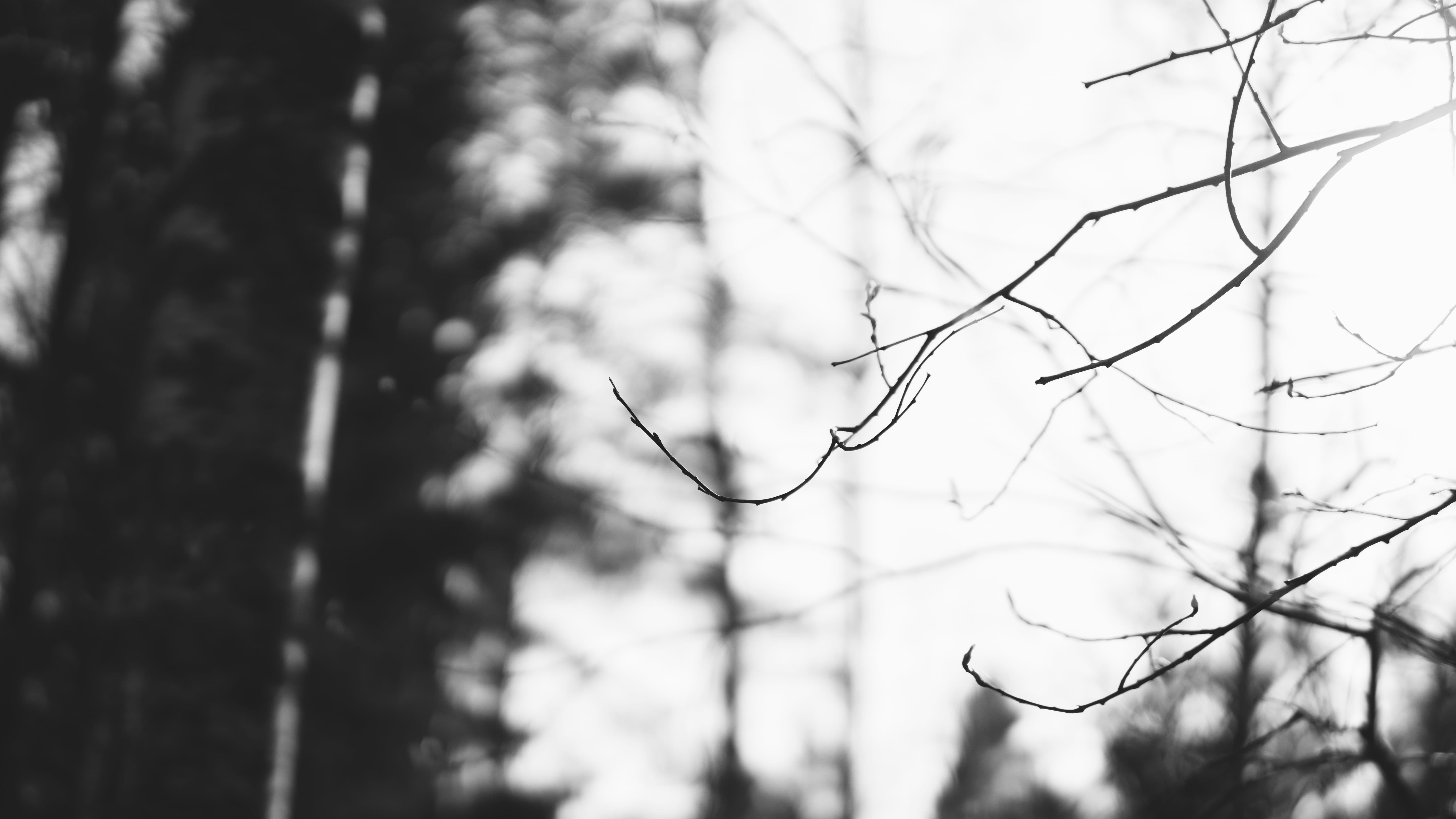 tree, forest, beauty in nature, tranquility, no people, selective focus, twig, nature, land, 5K, tree trunk, plant, growth, close-up, branch, day, low angle view, HD Wallpaper