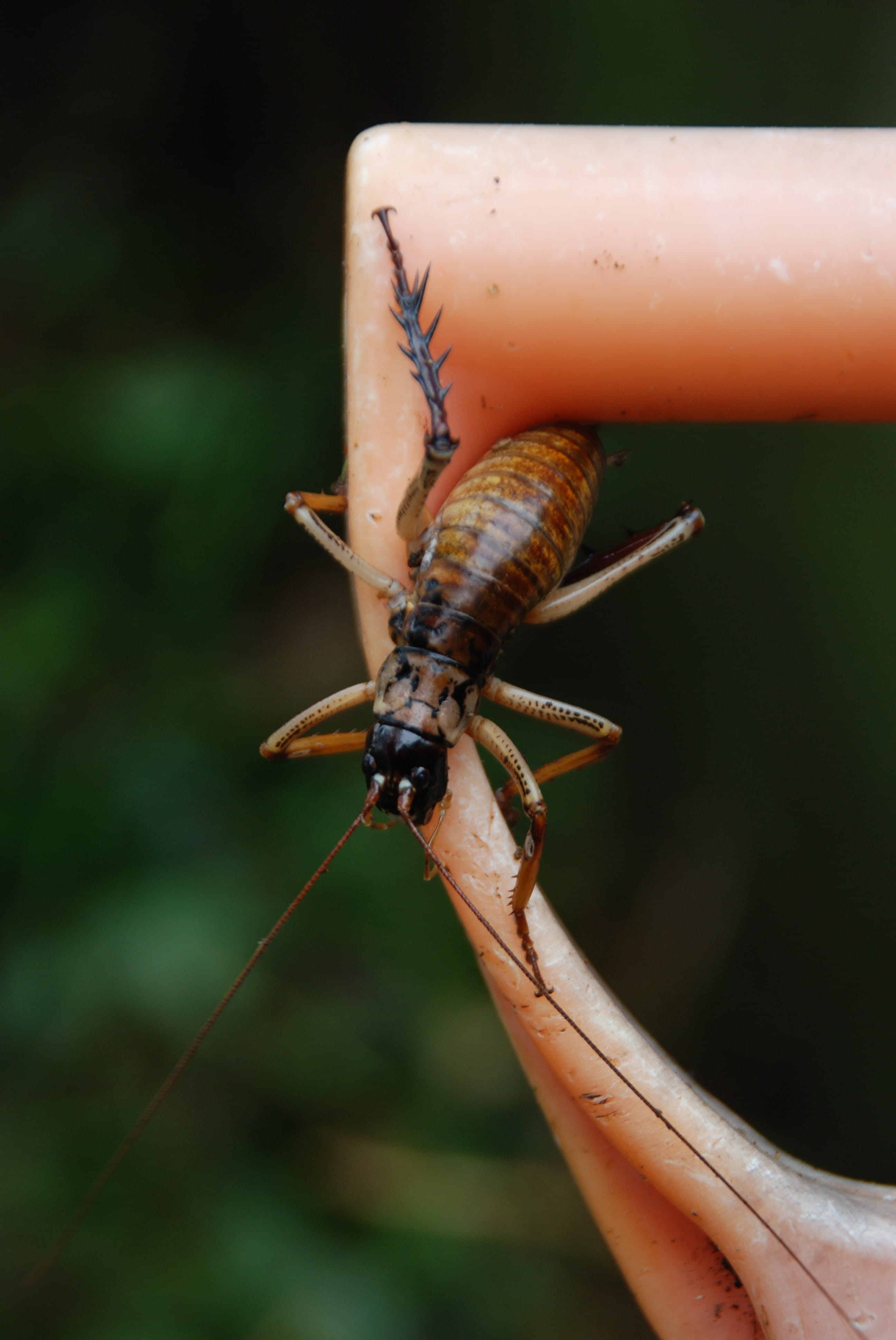 close-up, insect, human finger, flying insects, human hand, Anostostomatidae, real people, animal wildlife, human body part, 4K, holding, animal themes, Phone HD Wallpaper
