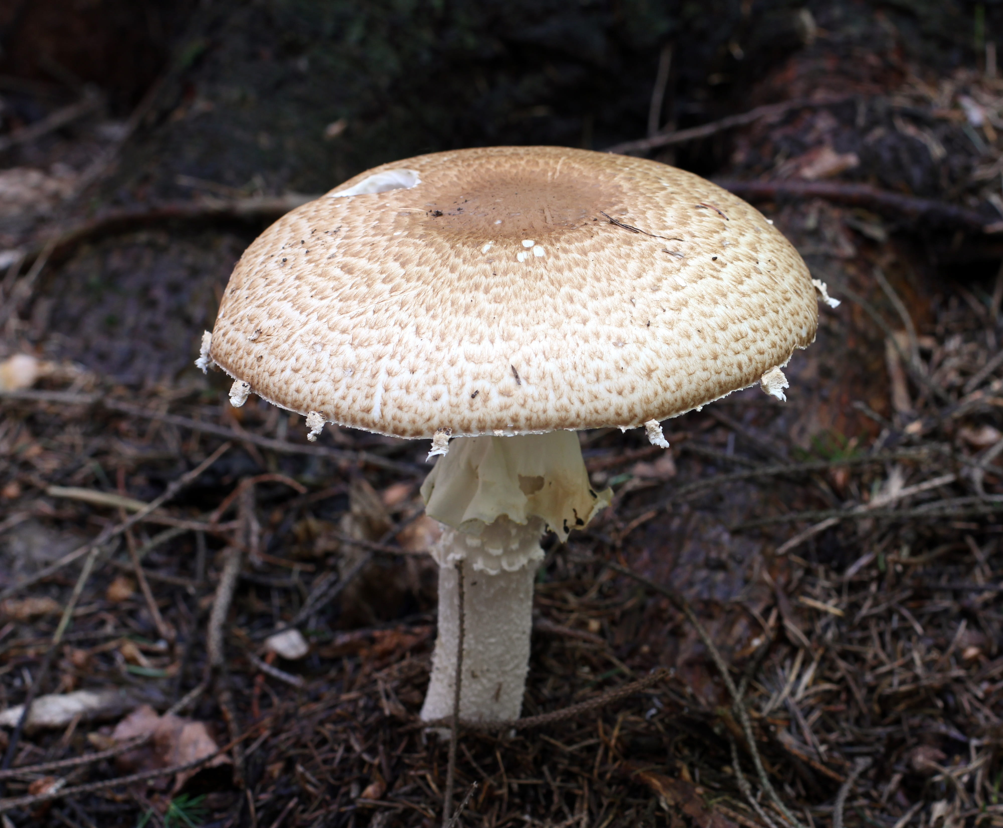 agaricus, edible mushroom, land, vegetable, large, freshness, growth, mushroom, nature, high angle view, the prince, edible, focus on foreground, cap, no people, HD Wallpaper
