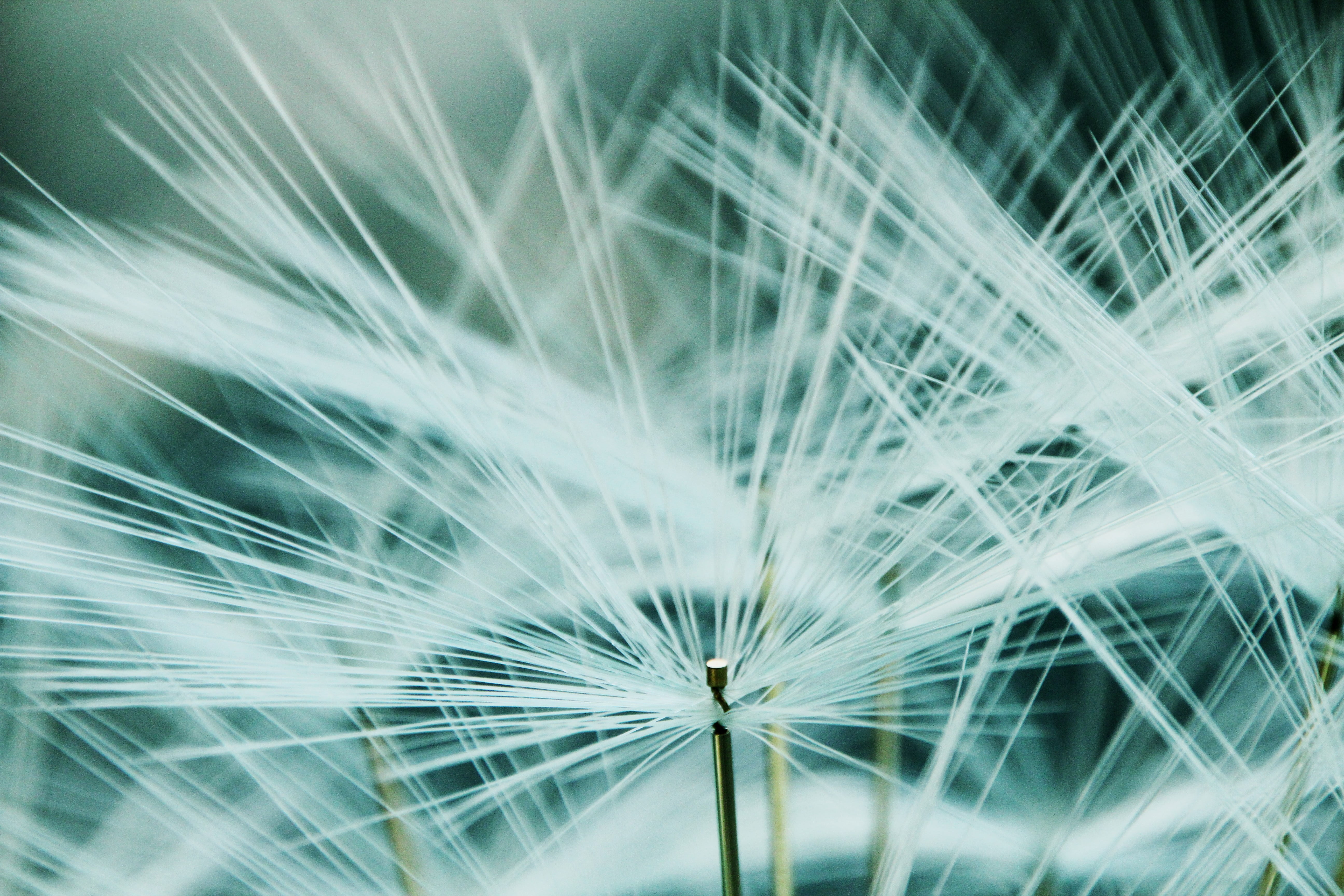 flowers, plant, uncultivated, day, fibers, nature, fly, photography, flower, close-up, flowering plant, white, shot, 5K, flower head, selective focus, HD Wallpaper