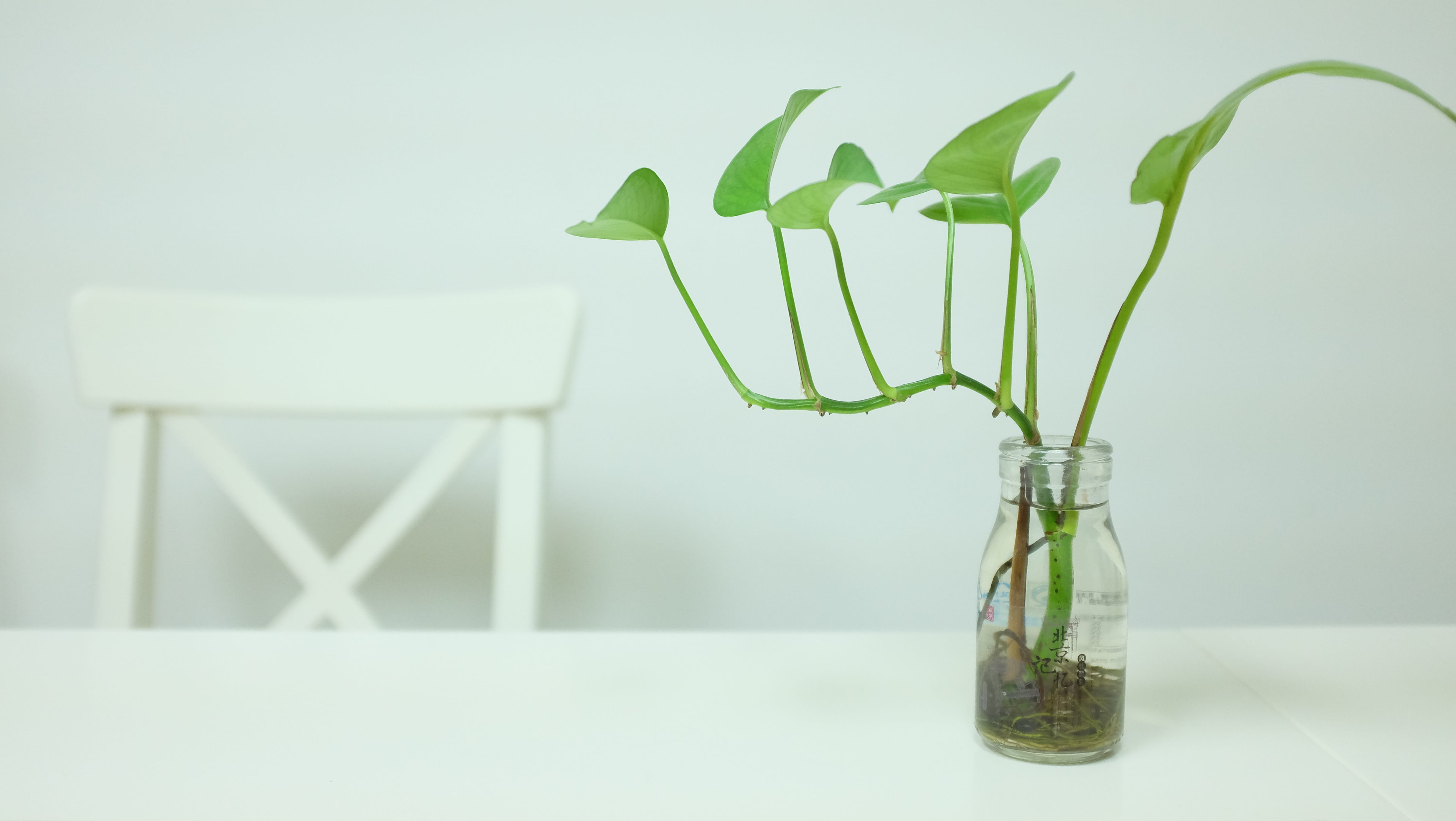 furniture, 4K, beauty in nature, green Color, environment, green dill, research, background, no People, White, glass - material, education, flower, healthcare and medicine, HD Wallpaper
