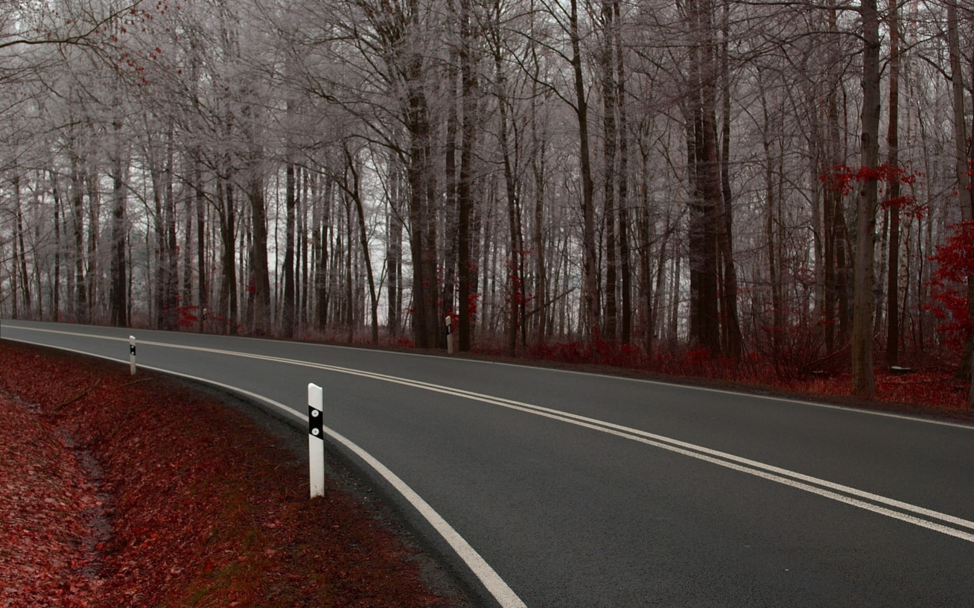 beauty In Nature, double continuous, symbol, forest, travel, change, plant, nature, color Image, road, trees, tranquility, street, sign, the way forward, HD Wallpaper