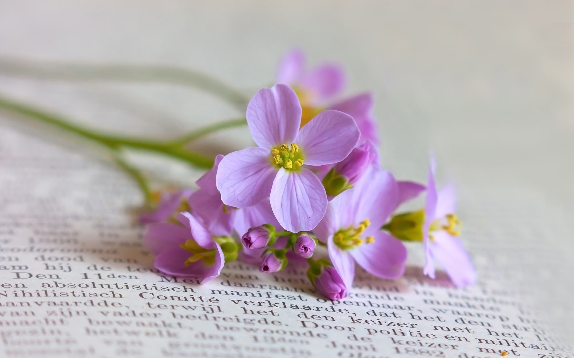 close, Flowers, Still, Books, Life, 1080P, Purple, HD Wallpaper