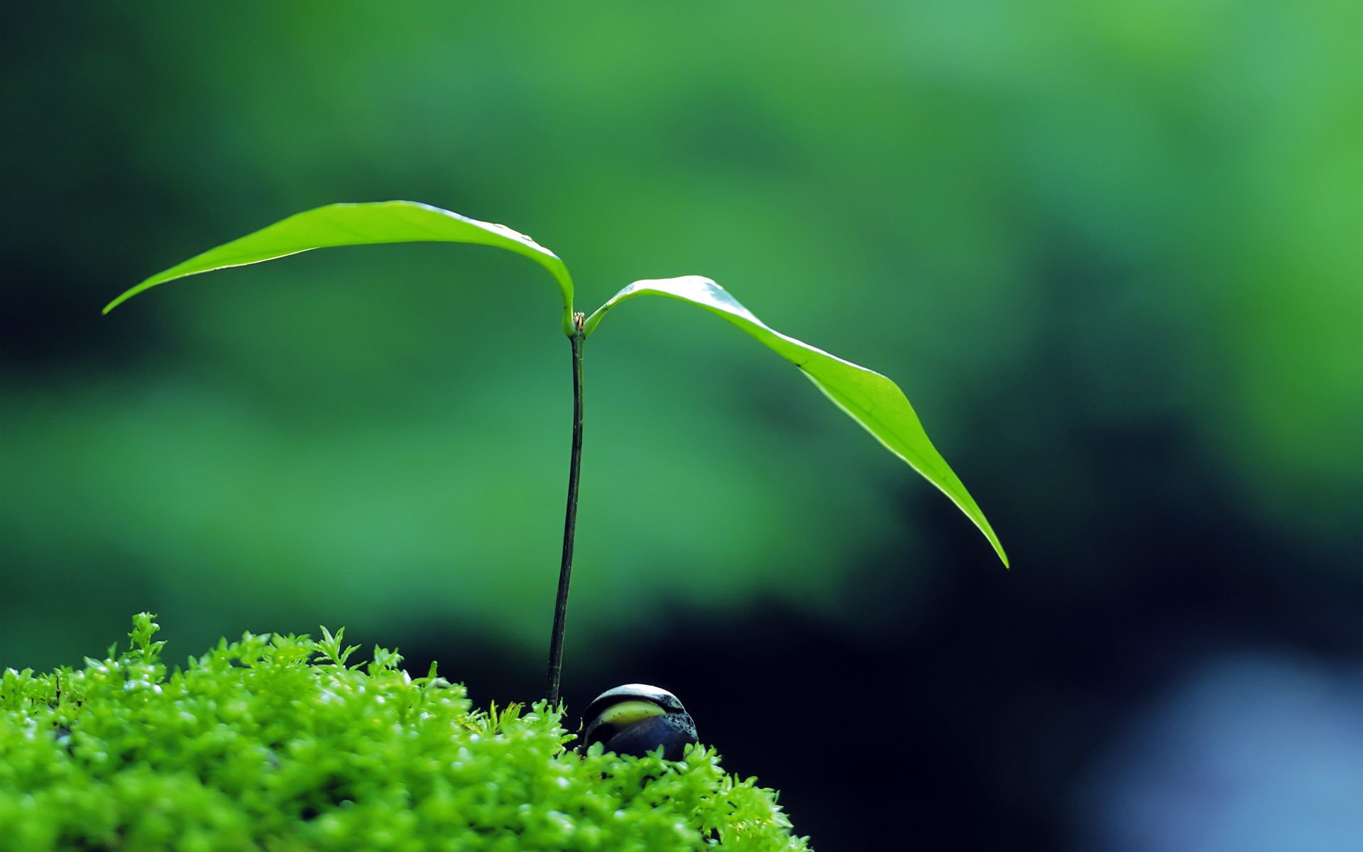 green, zen, Nature, 1080P, plant, HD Wallpaper