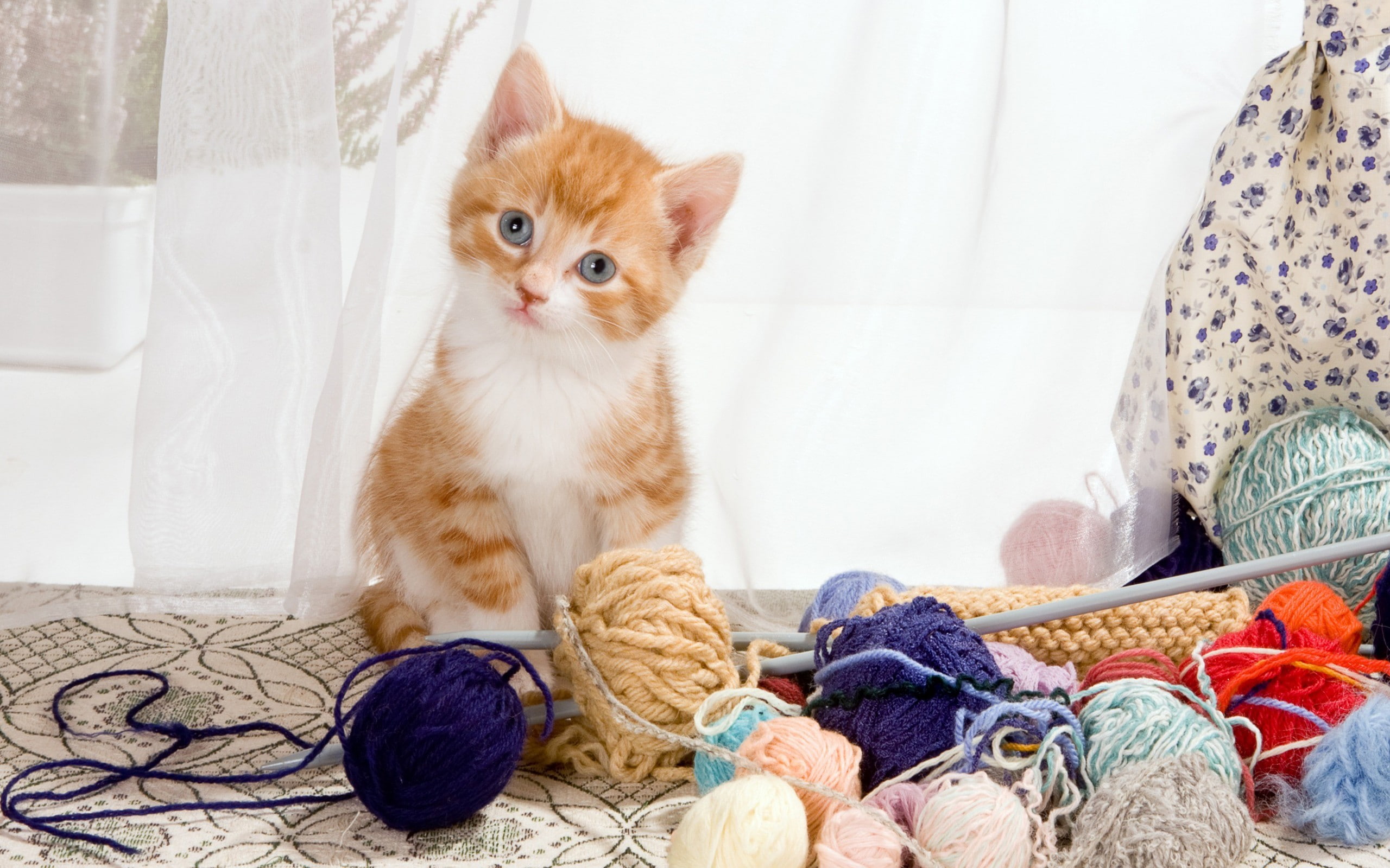 animals, portrait, looking at camera, ball of wool, persian cat, mammal, feline, domestic animals, 2K, sitting, textile, vertebrate, cat, one animal, animal, HD Wallpaper