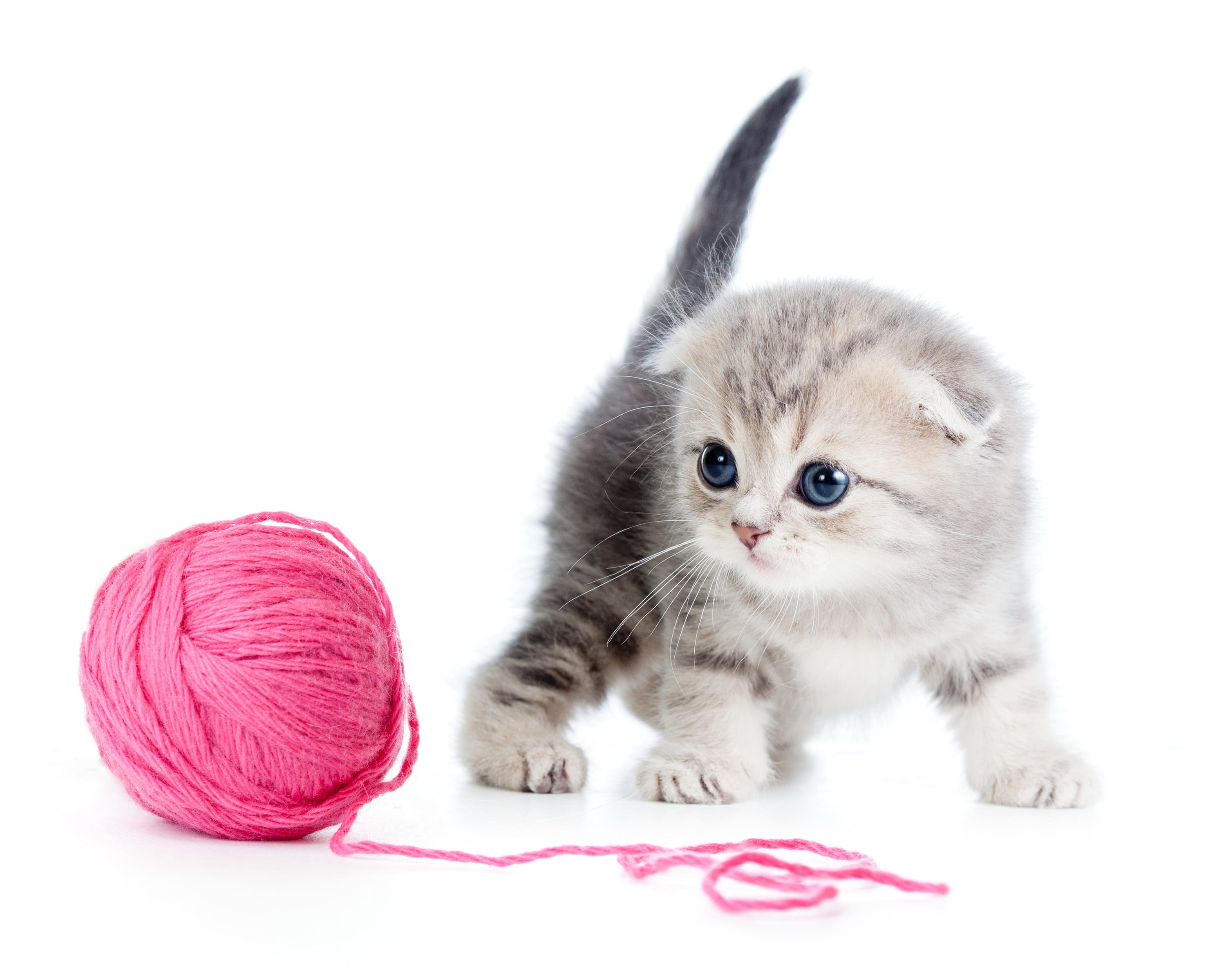 purebred Cat, portrait, vertebrate, domestic Cat, feline, yarn, thread, small, no people, young Animal, kitten, animal themes, ball, wool, sitting, beautiful, HD Wallpaper