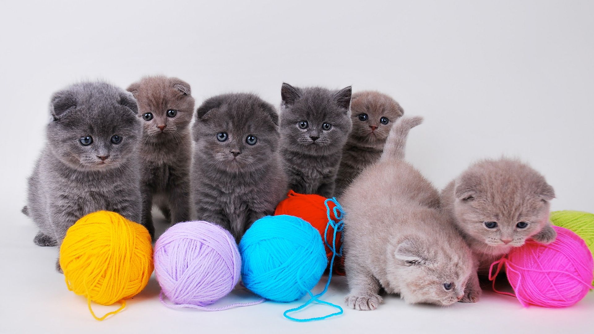 Yarn, Kitten, 1080P, Ball, kittens, Cute, HD Wallpaper