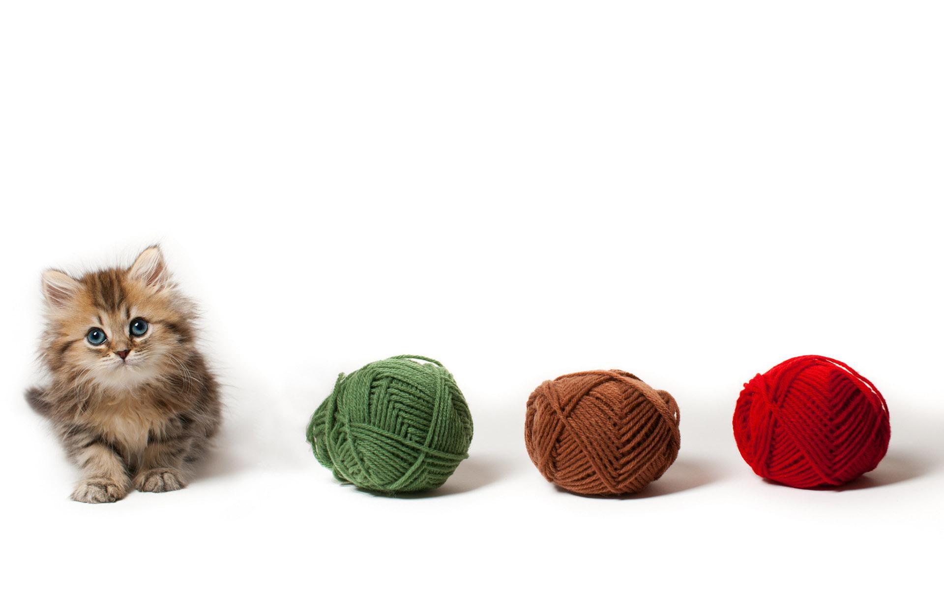 cat, 1920x1200, brown, three, yarns, kitten, balls, animals, 1080P, yarn, HD Wallpaper