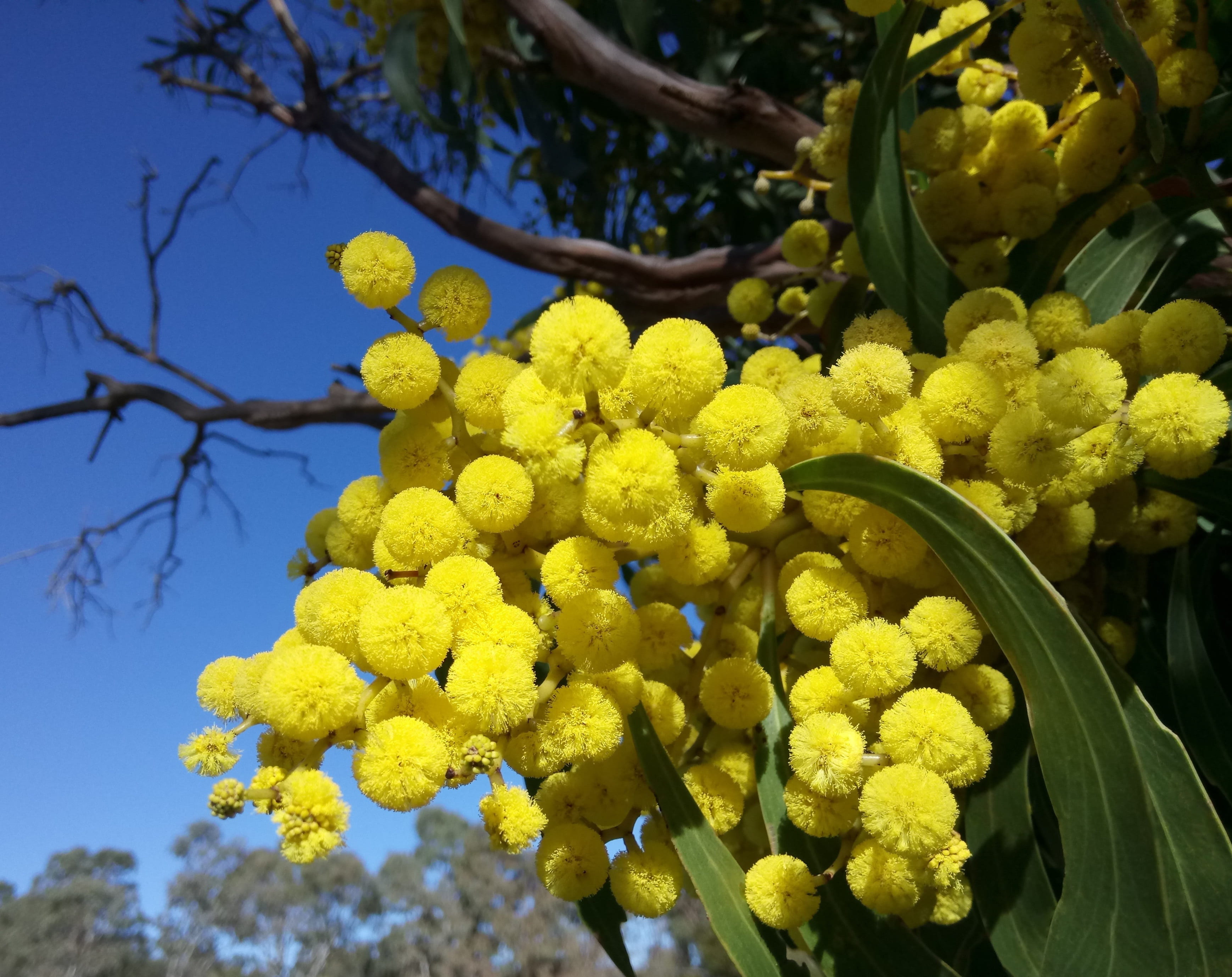 low angle view, plant, wattle blossoms, flowering plant, growth, fragility, acacia, day, blue sky, blossoms, 2K, focus on foreground, close-up, vulnerability, HD Wallpaper