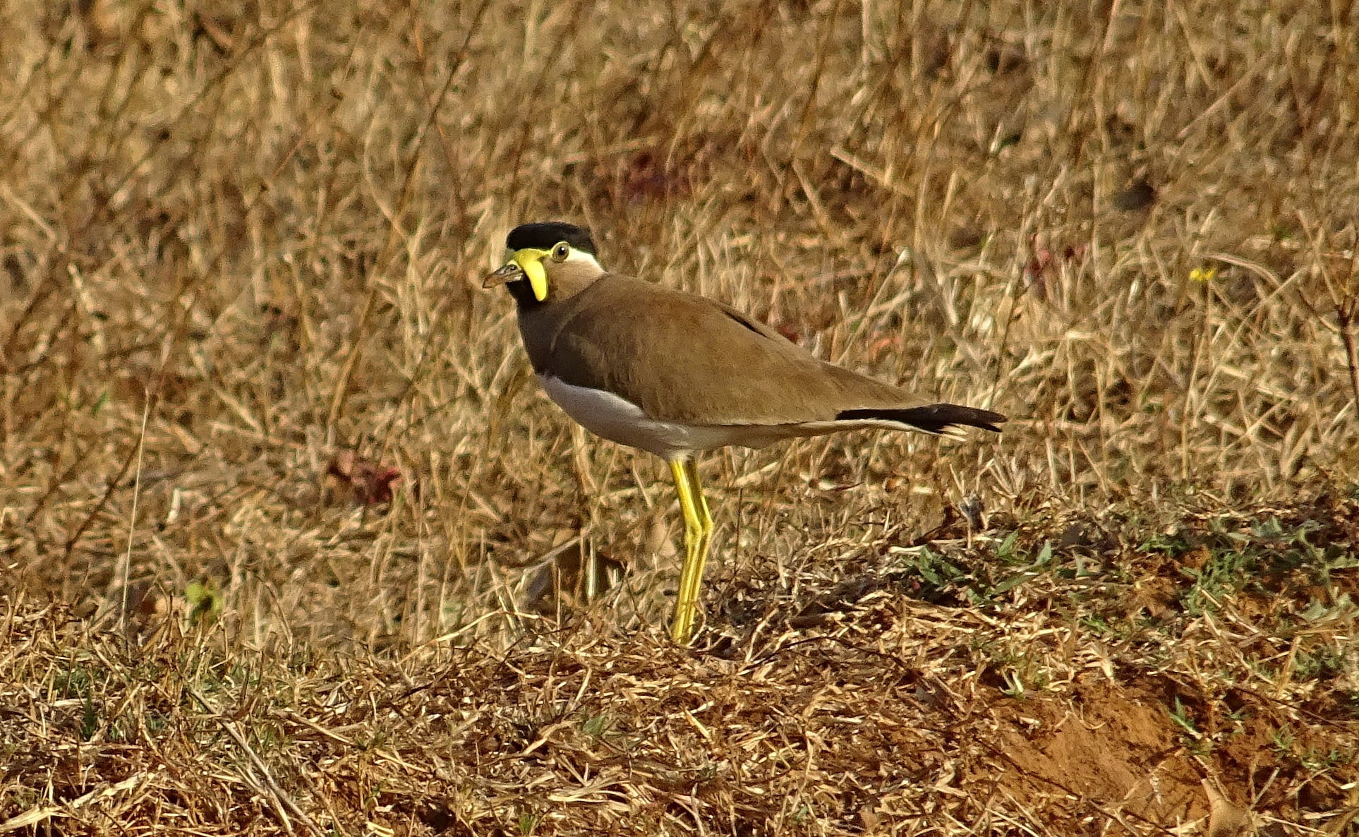 outdoors, wildlife, no people, land, vertebrate, vanellus malabaricus, animal, avian, plant, bhimgadh, sunlight, grass, selective focus, side view, animal wildlife, HD Wallpaper
