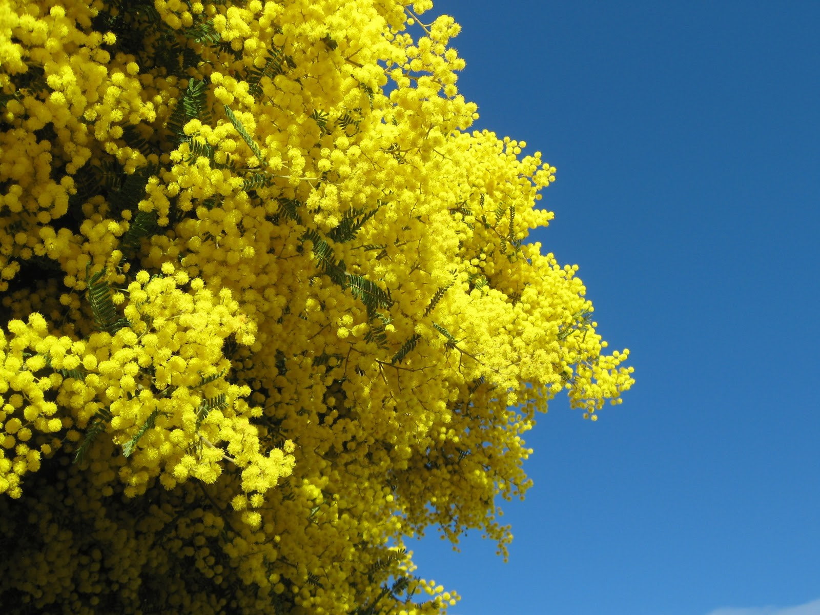 720P, golden wattle, HD Wallpaper