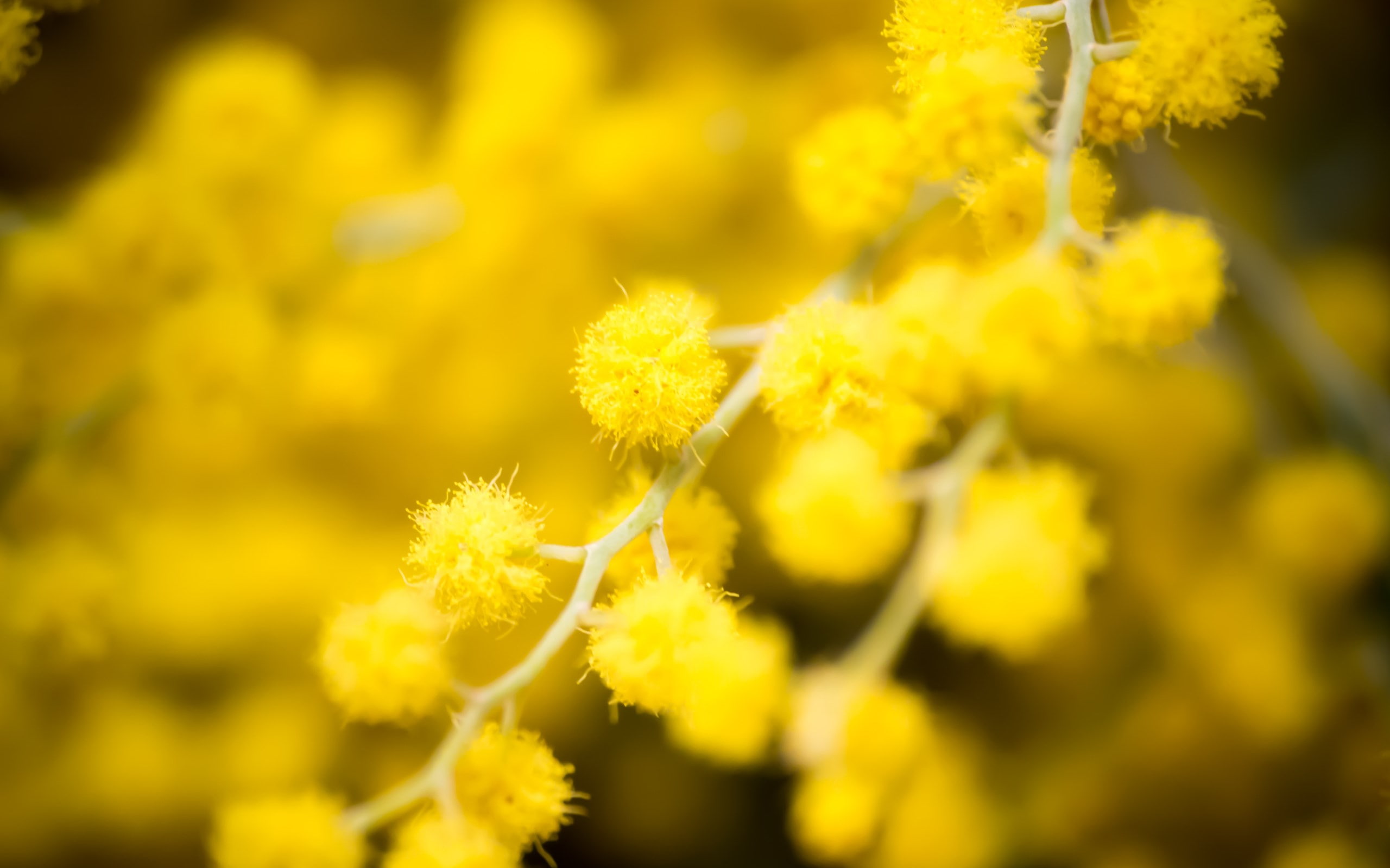 freshness, golden wattle, inflorescence, springtime, petal, selective focus, outdoors, nature, flower head, beauty in nature, day, no people, 2K, flower, HD Wallpaper
