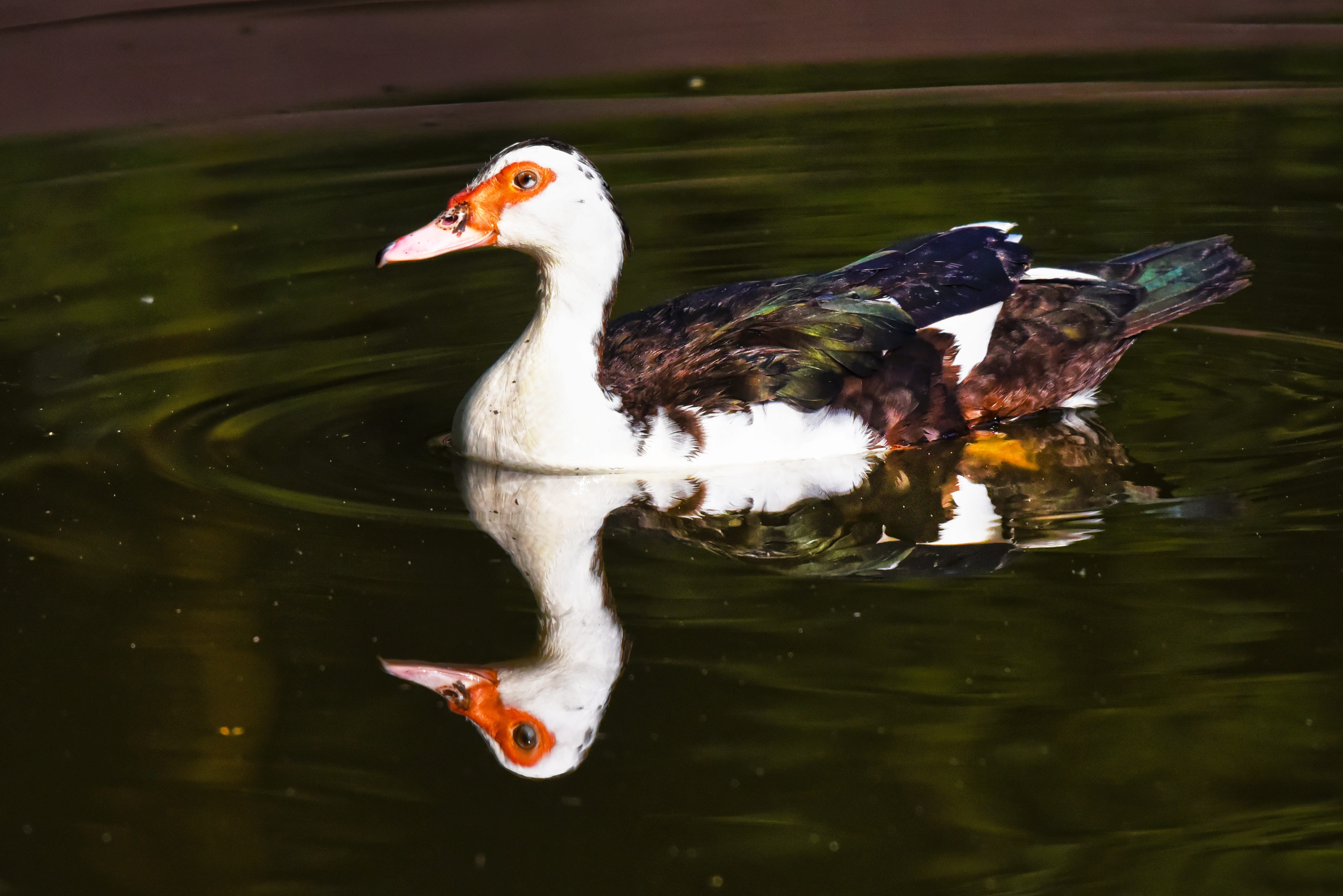 duck, waterfowl, animal, lake, water bird, animals in the wild, beak, 4K, waterbird, cairina moschata, waterfront, nature, pond, two animals, male, group of animals, HD Wallpaper