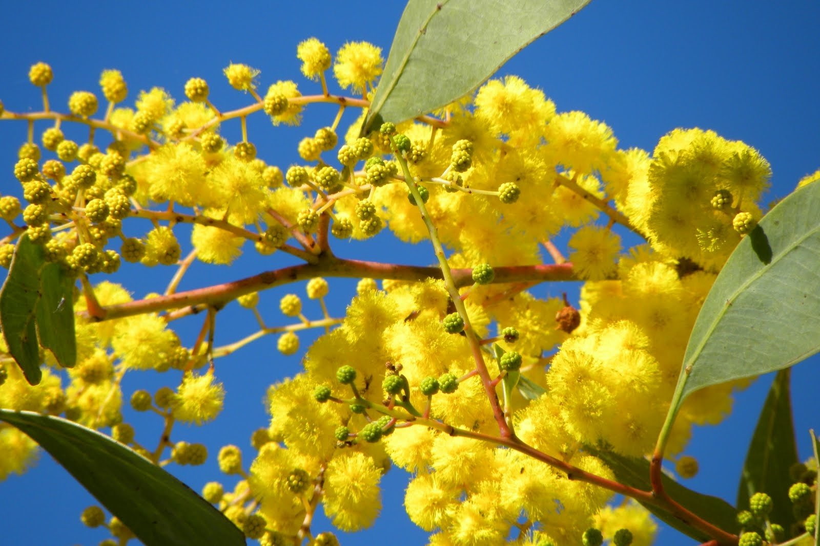 Earth, Golden Wattle, 720P, Flower, HD Wallpaper
