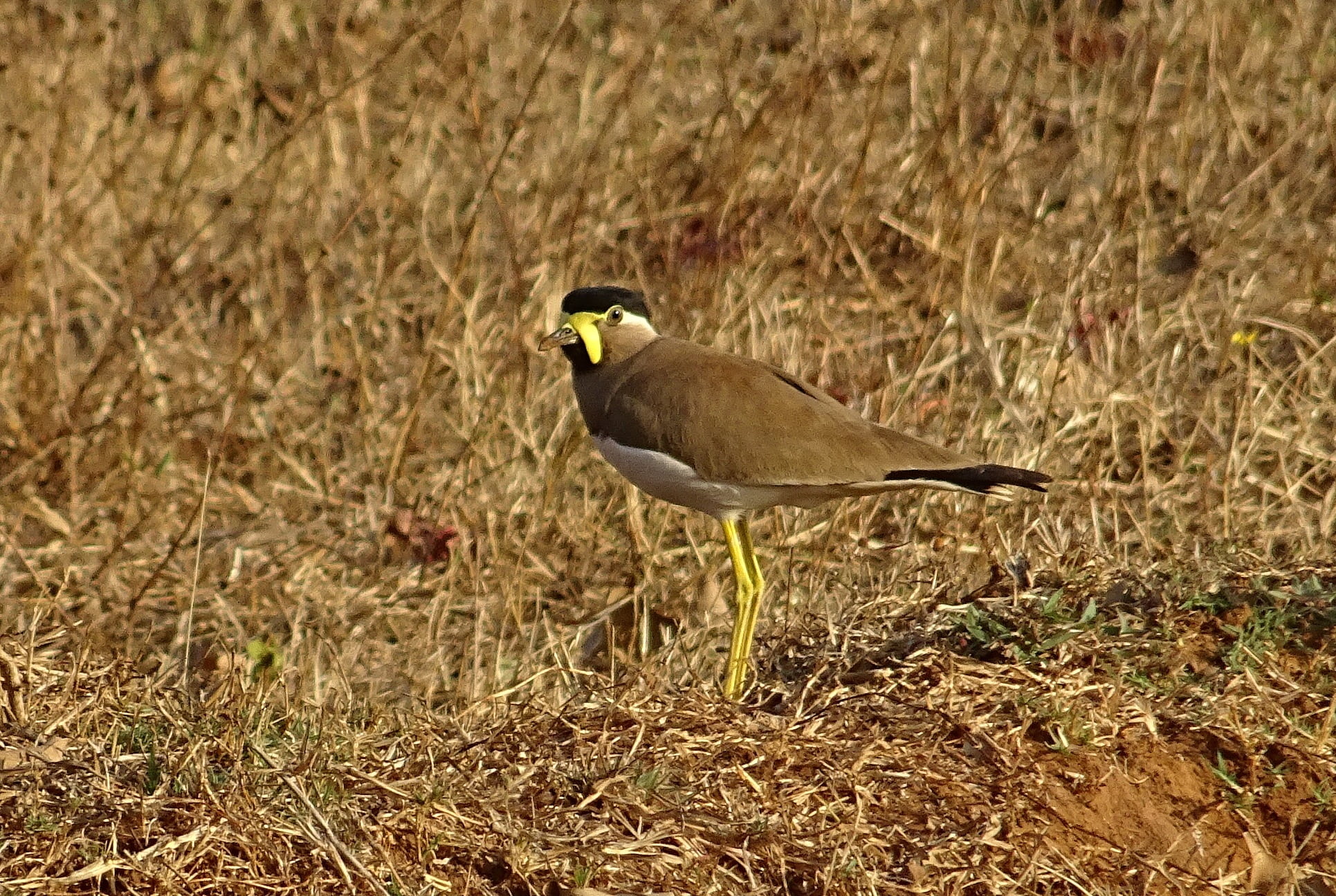 bird, yellow-wattled lapwing, one animal, perching, plant, vertebrate, animal themes, outdoors, 1080P, land, looking, animal wildlife, field, lapwing, HD Wallpaper