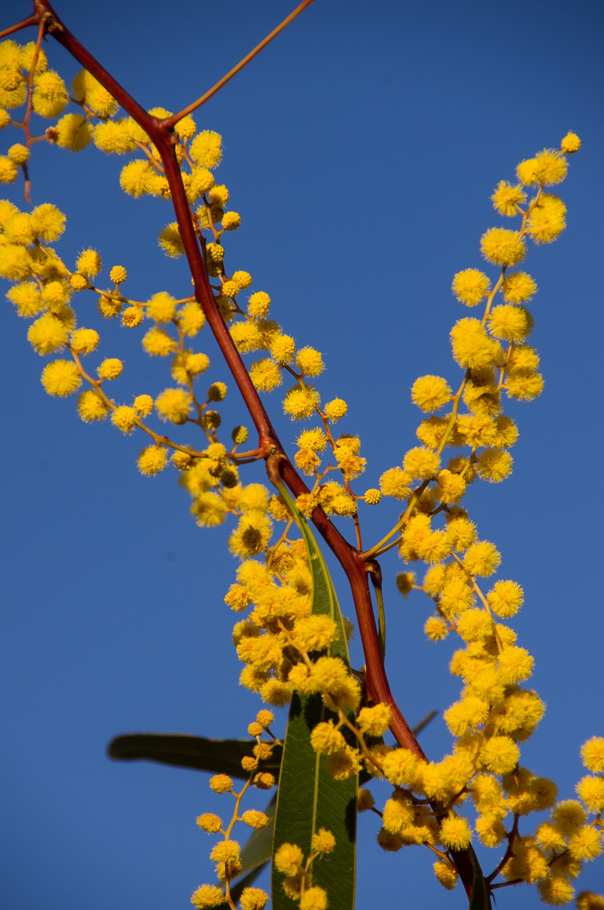 flower head, sky, beauty in nature, outdoors, blue sky, yellow, tree, day, low angle view, fragility, flowering plant, growth, nature, branch, springtime, Phone HD Wallpaper