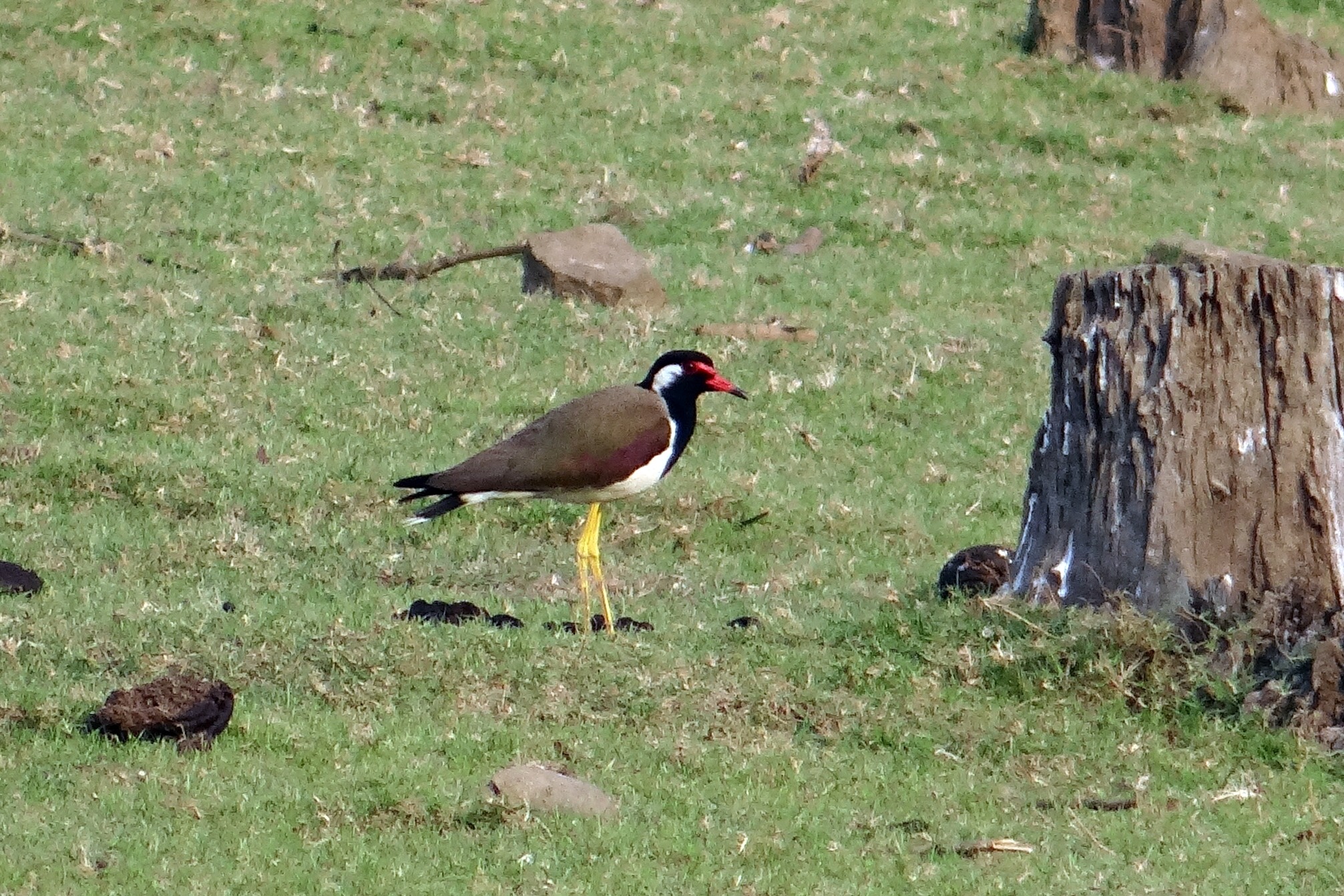 vanellus indicus, animal, two animals, land, red-wattled lapwing, field, india, plant, grass, group of animals, animal themes, no people, growth, outdoors, HD Wallpaper
