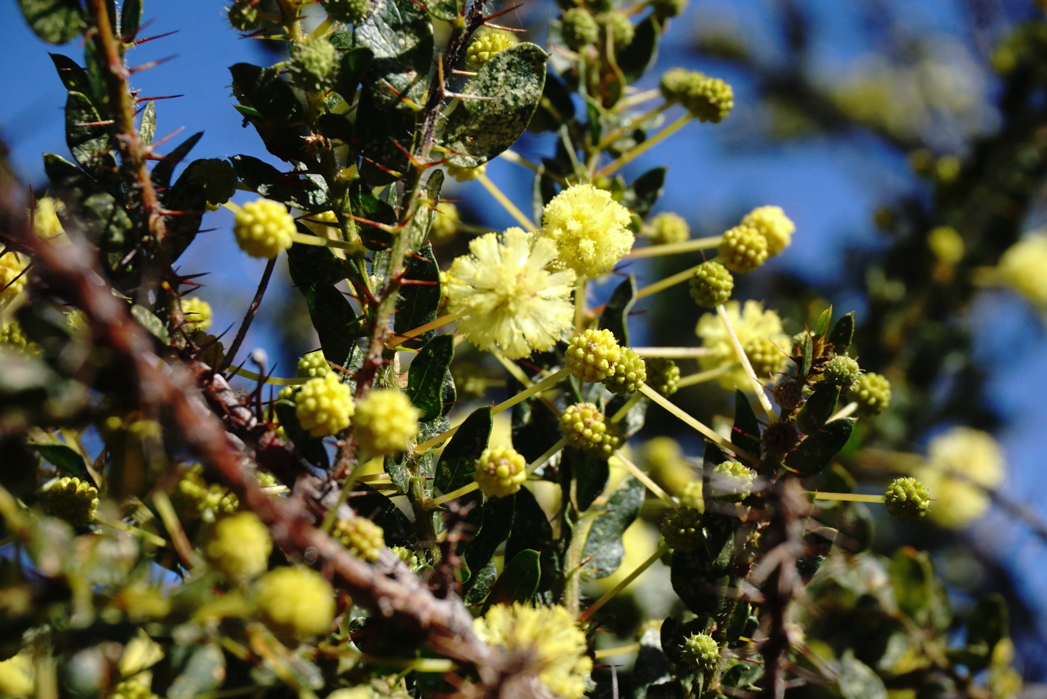 green color, australia, no people, beauty in nature, branch, selective focus, day, tree, flower, plant part, vulnerability, nature, close-up, flowering plant, HD Wallpaper