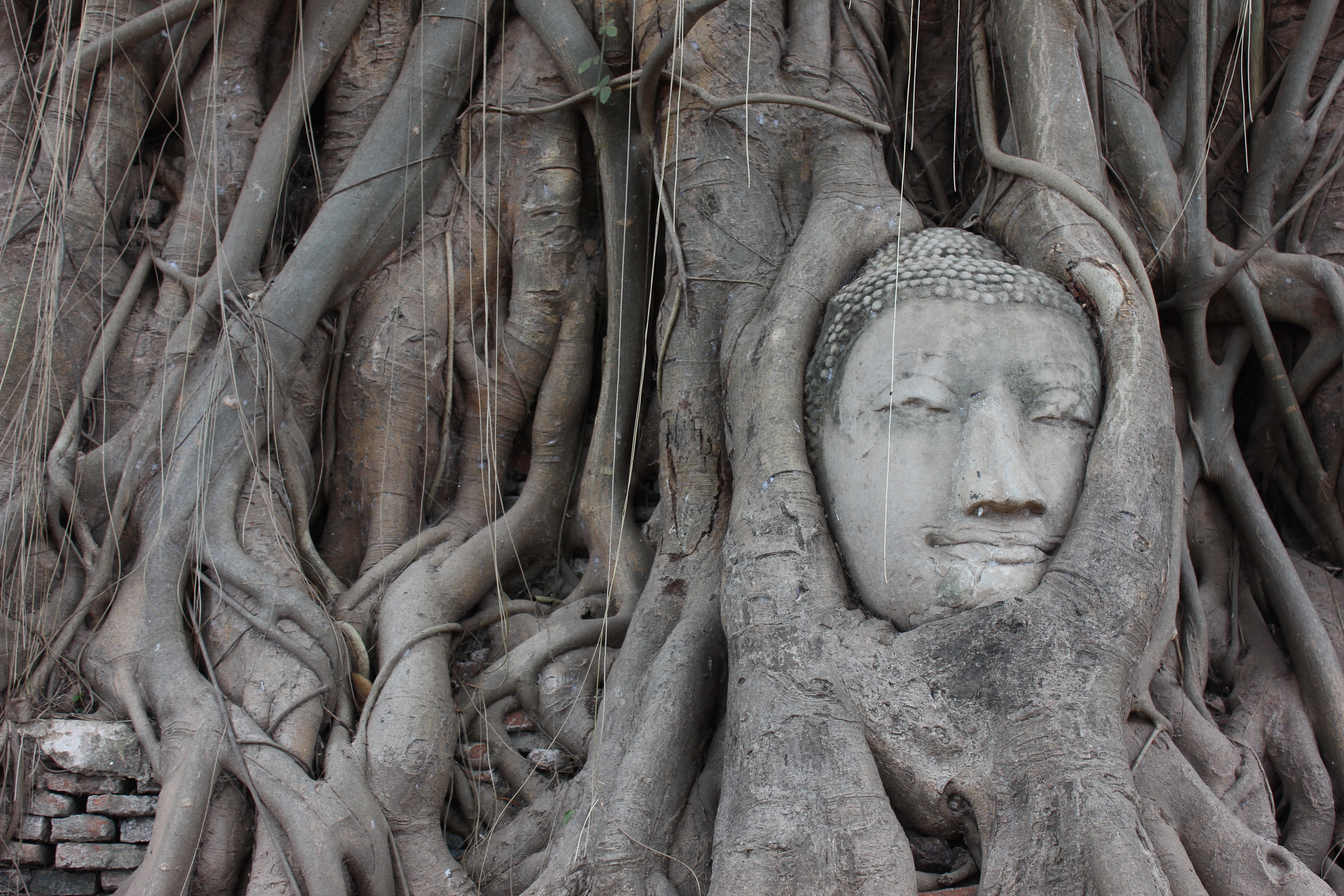 entangled, buddha, religion, craft, asia, representation, image, roots, creativity, ancient civilization, outdoors, famous Place, root, stone material, HD Wallpaper