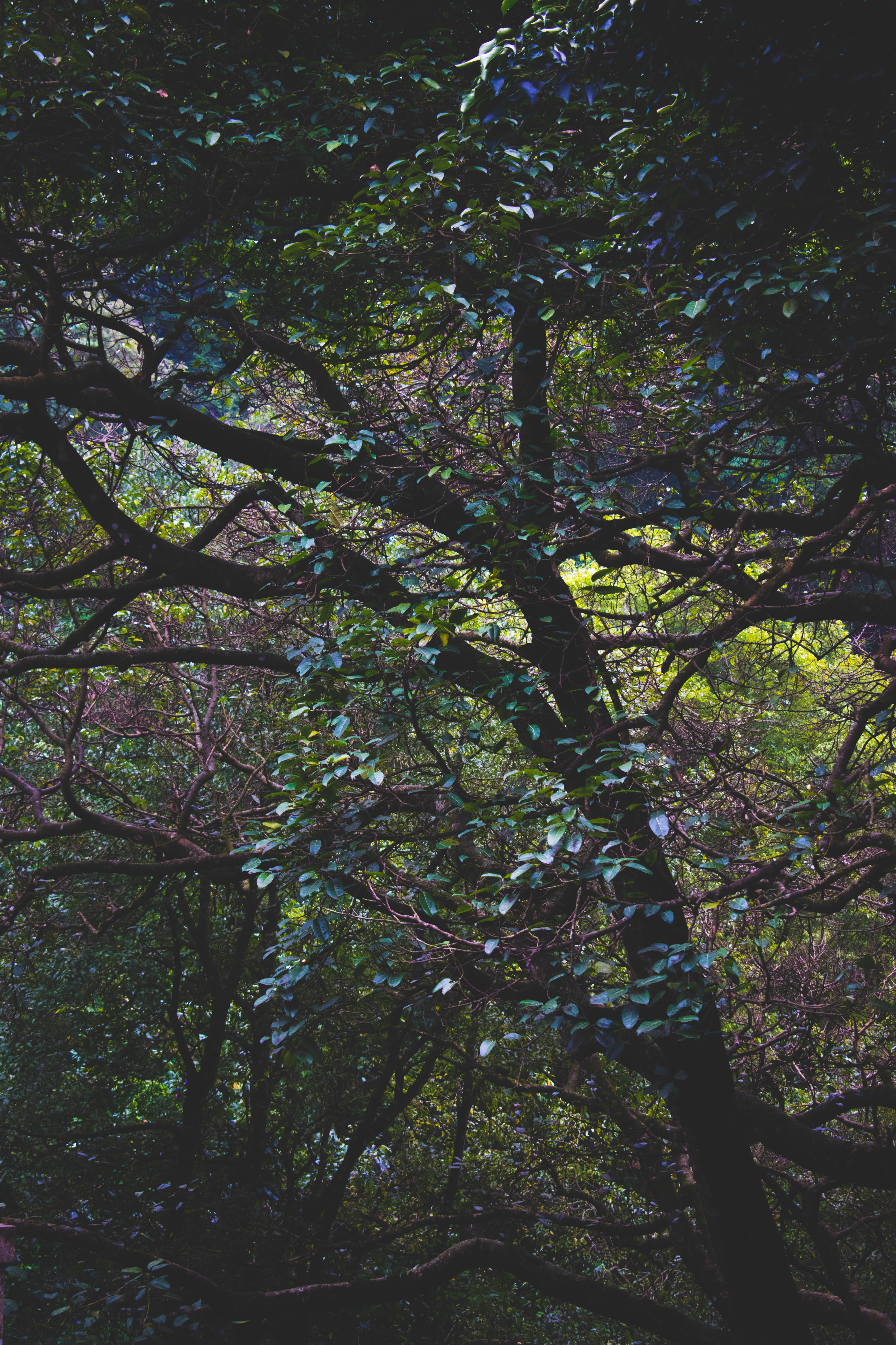 lush foliage, tranquility, plant, green, network, tranquil scene, branch, beauty in nature, growth, branches, foliage, no people, nature, green color, backgrounds, Phone HD Wallpaper