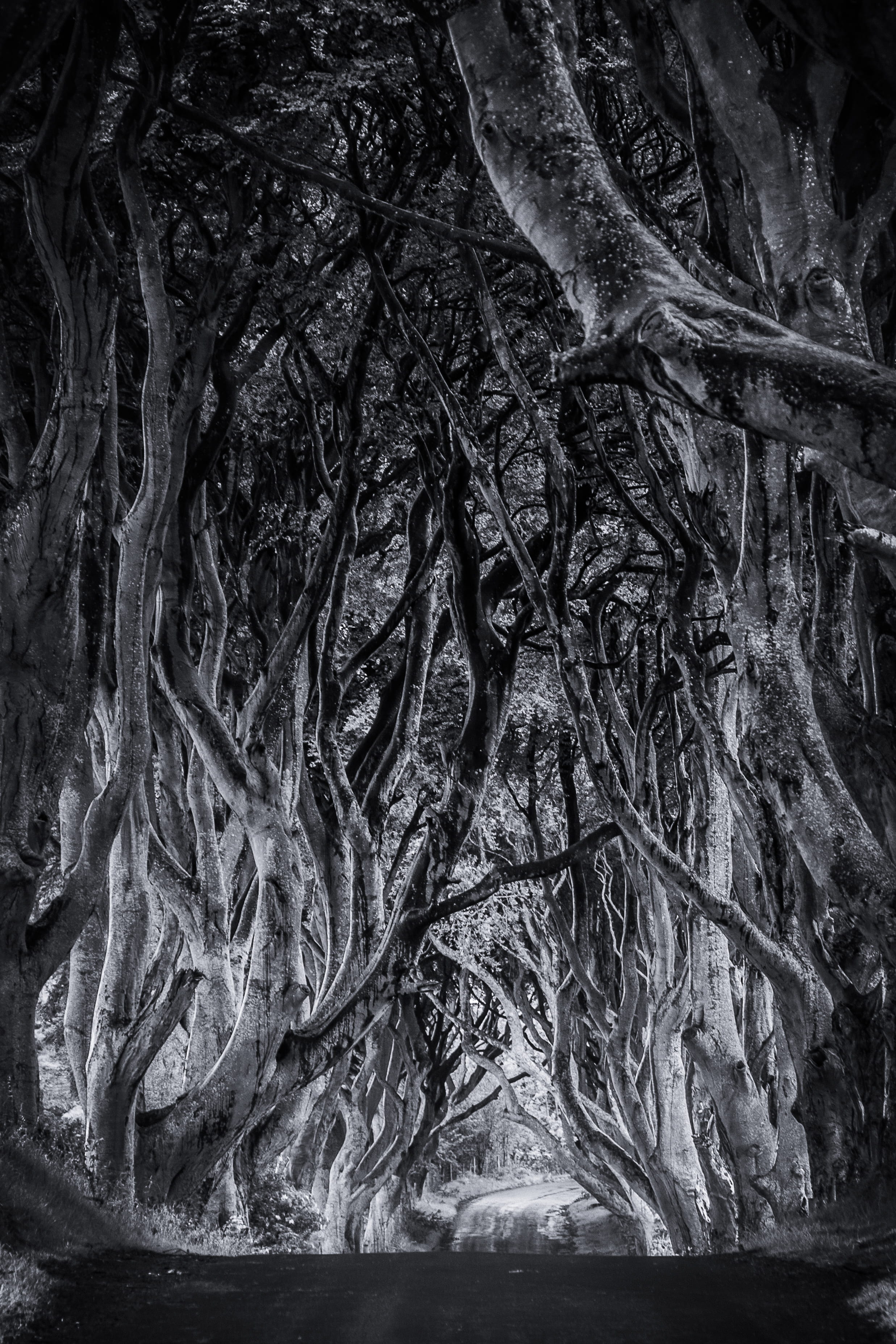 pattern, full frame, lane, blackandwhite, trees, branch, ballymoney, game of thrones, plant, food, tree, spooky, trunk, road, close-up, entangled, atmospheric, Phone HD Wallpaper
