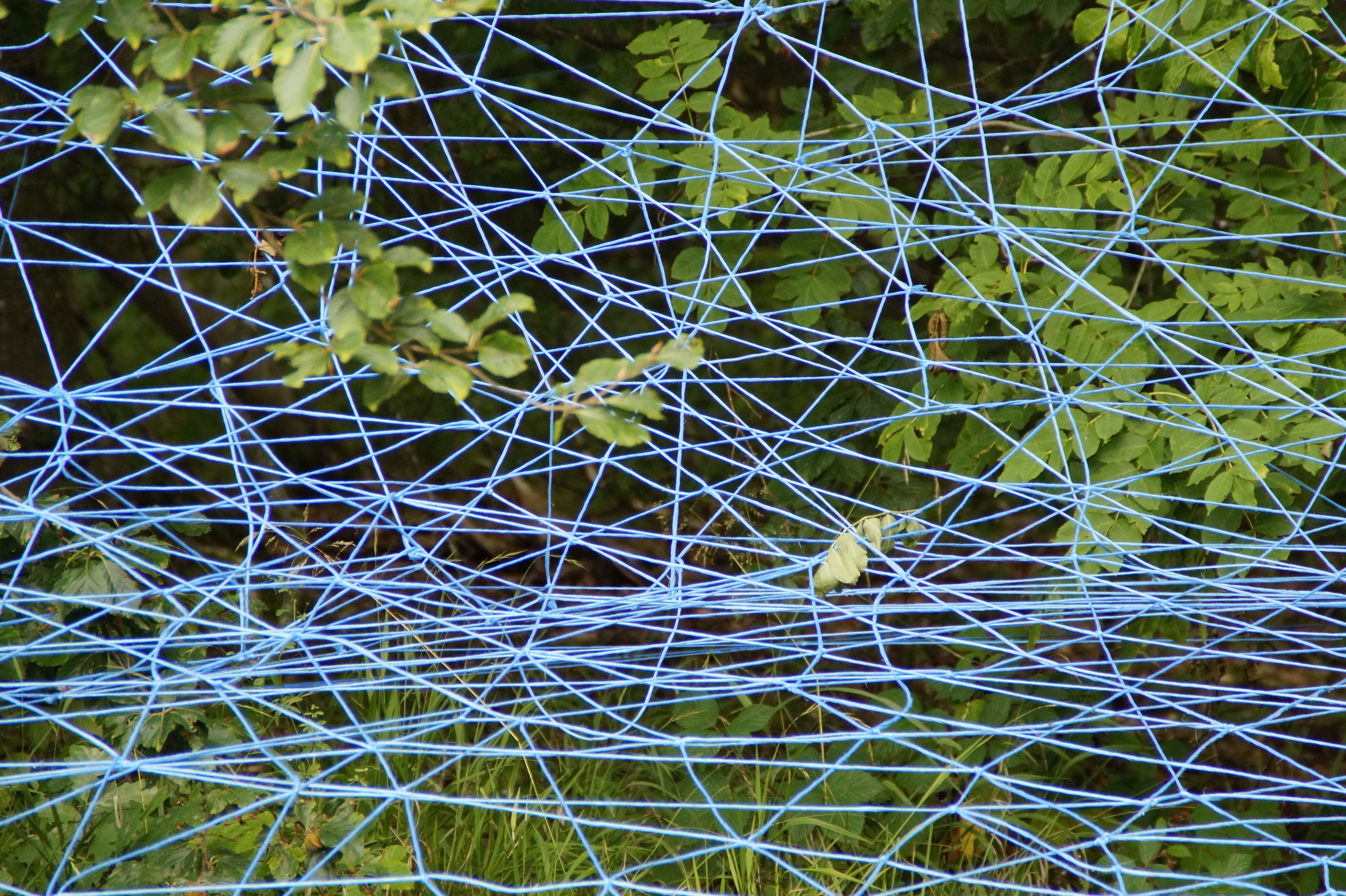 artwork, tangle, entangled, knotted, cactus, green color, art, structure, background, leaf, interwoven, network, succulent plant, day, outdoors, 5K, nature, HD Wallpaper