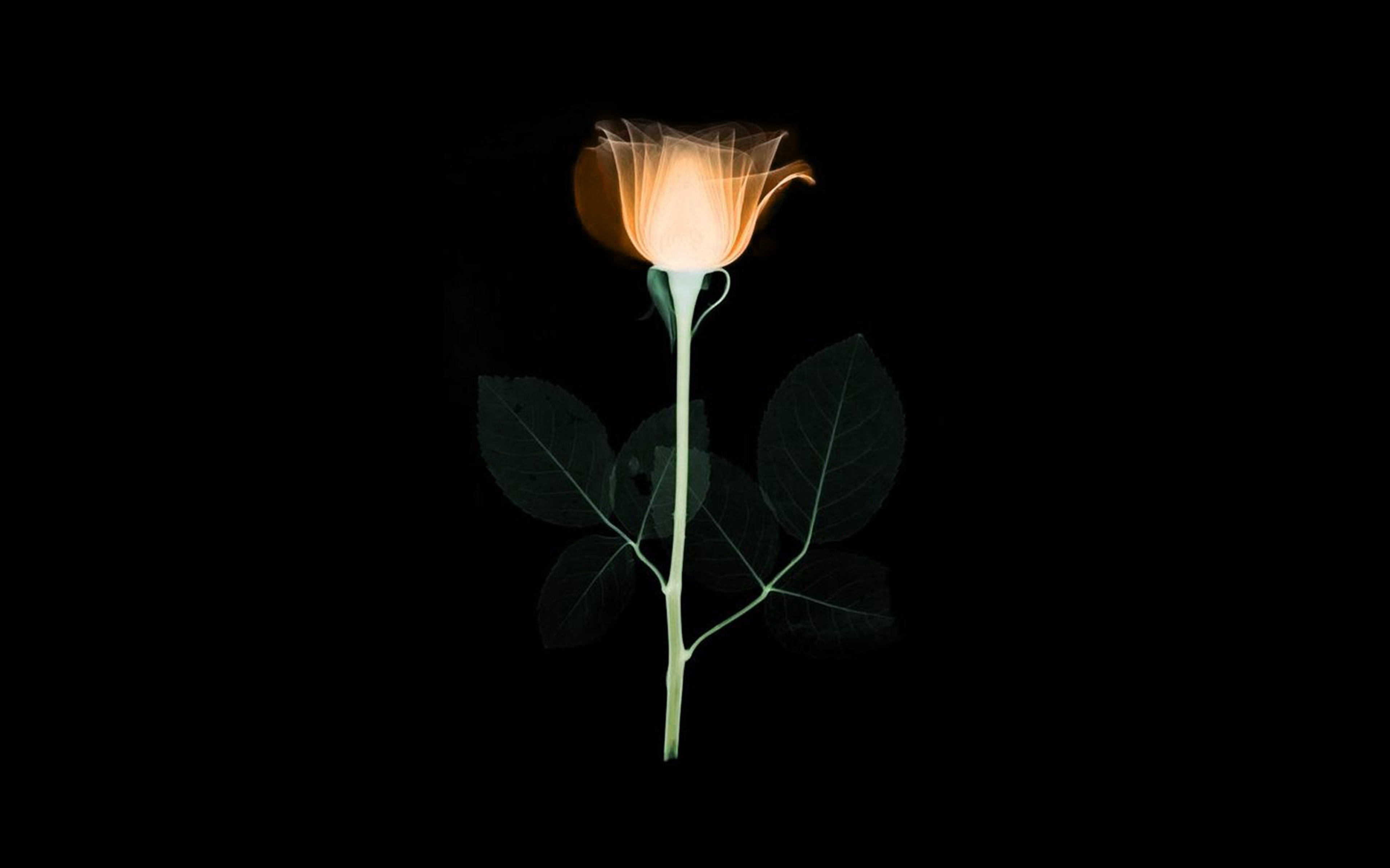 plant part, plant stem, xray, studio shot, illustration, indoors, orange, minimal, copy space, close-up, no people, flower, flower head, vulnerability, HD Wallpaper