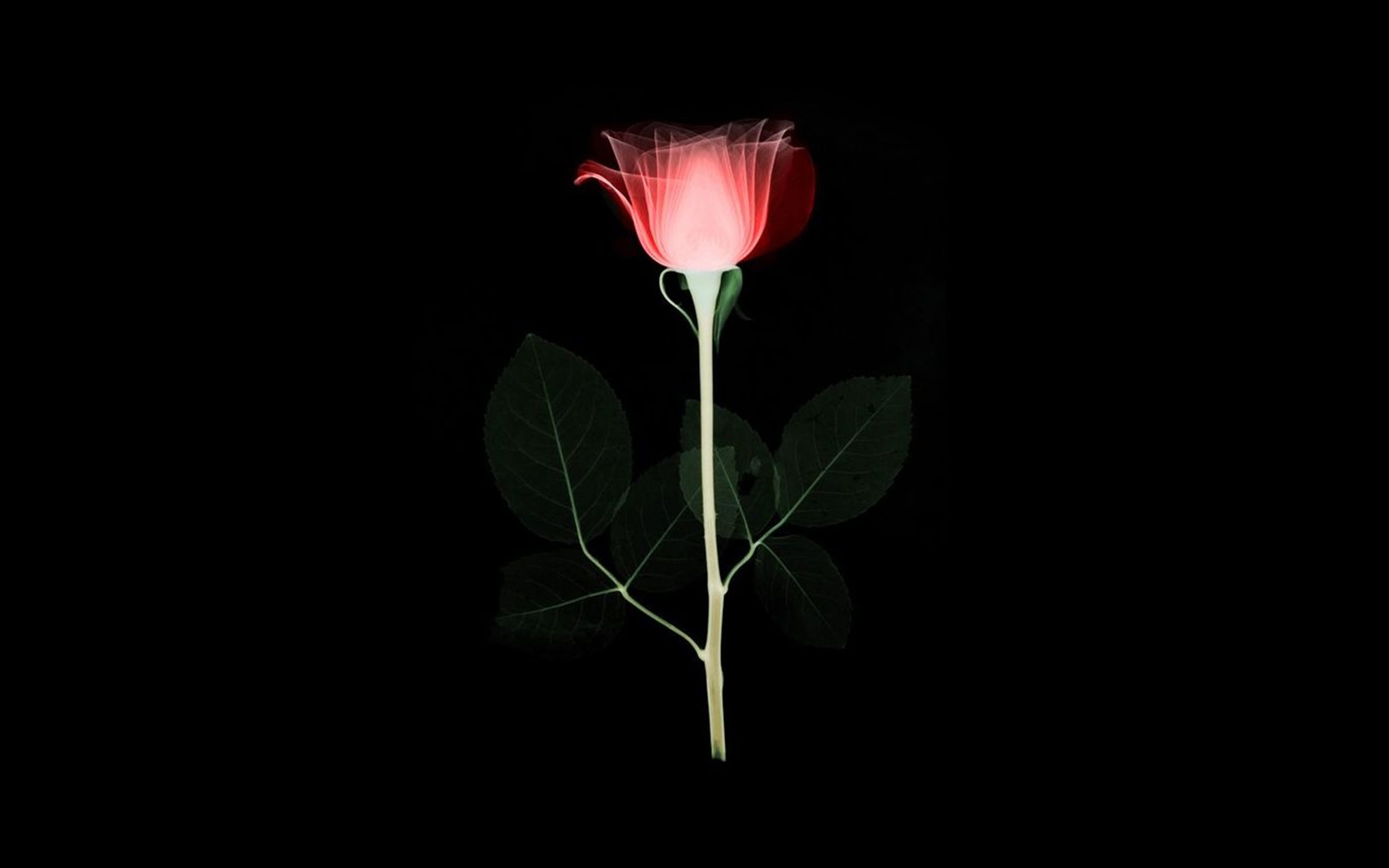 black background, minimal, studio shot, nature, growth, xray, plant, flower, freshness, vulnerability, beauty in nature, flowering plant, art, close-up, HD Wallpaper