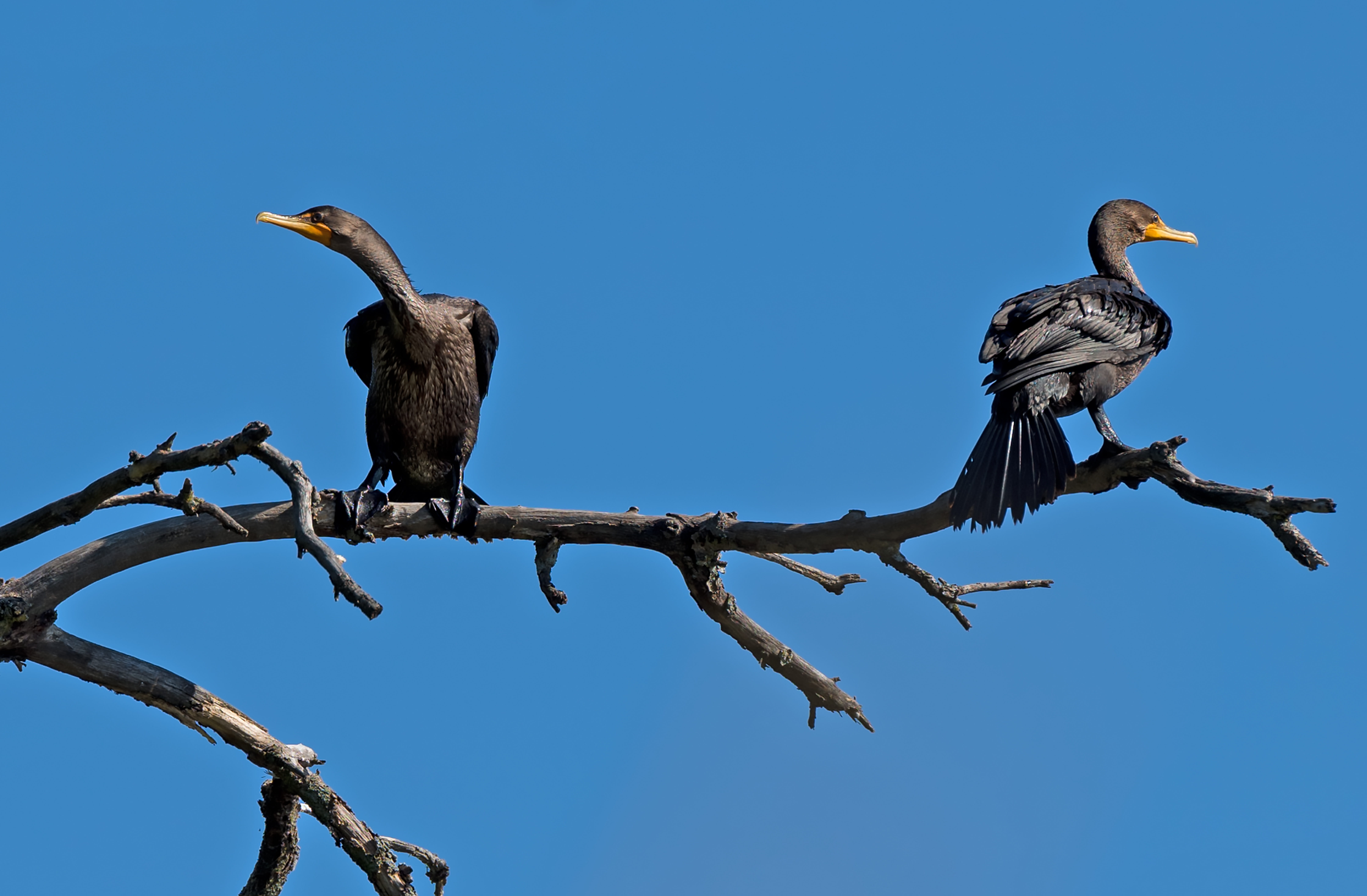struggle, animal wildlife, mindset, animal, full length, perching, outdoors, blue, animal family, no people, argue, plant, birds, animal themes, group of animals, HD Wallpaper