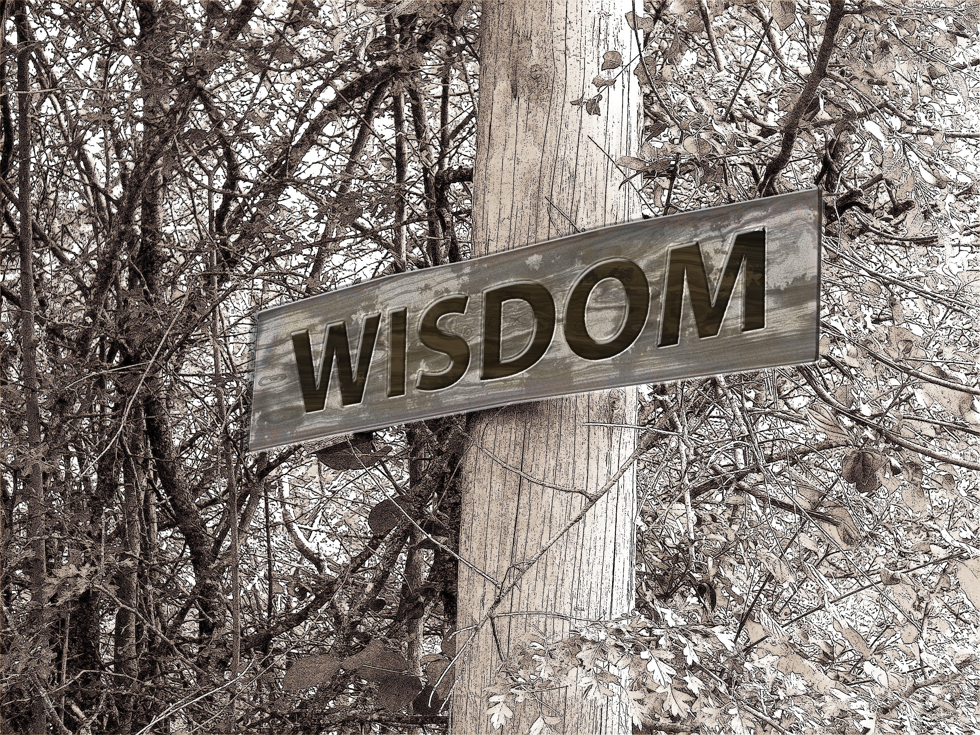 acumen, branch, capital letter, education, mature, intelligence, experience, land, sign, old, scholarship, no people, information sign, wisdom, tree, pile, HD Wallpaper