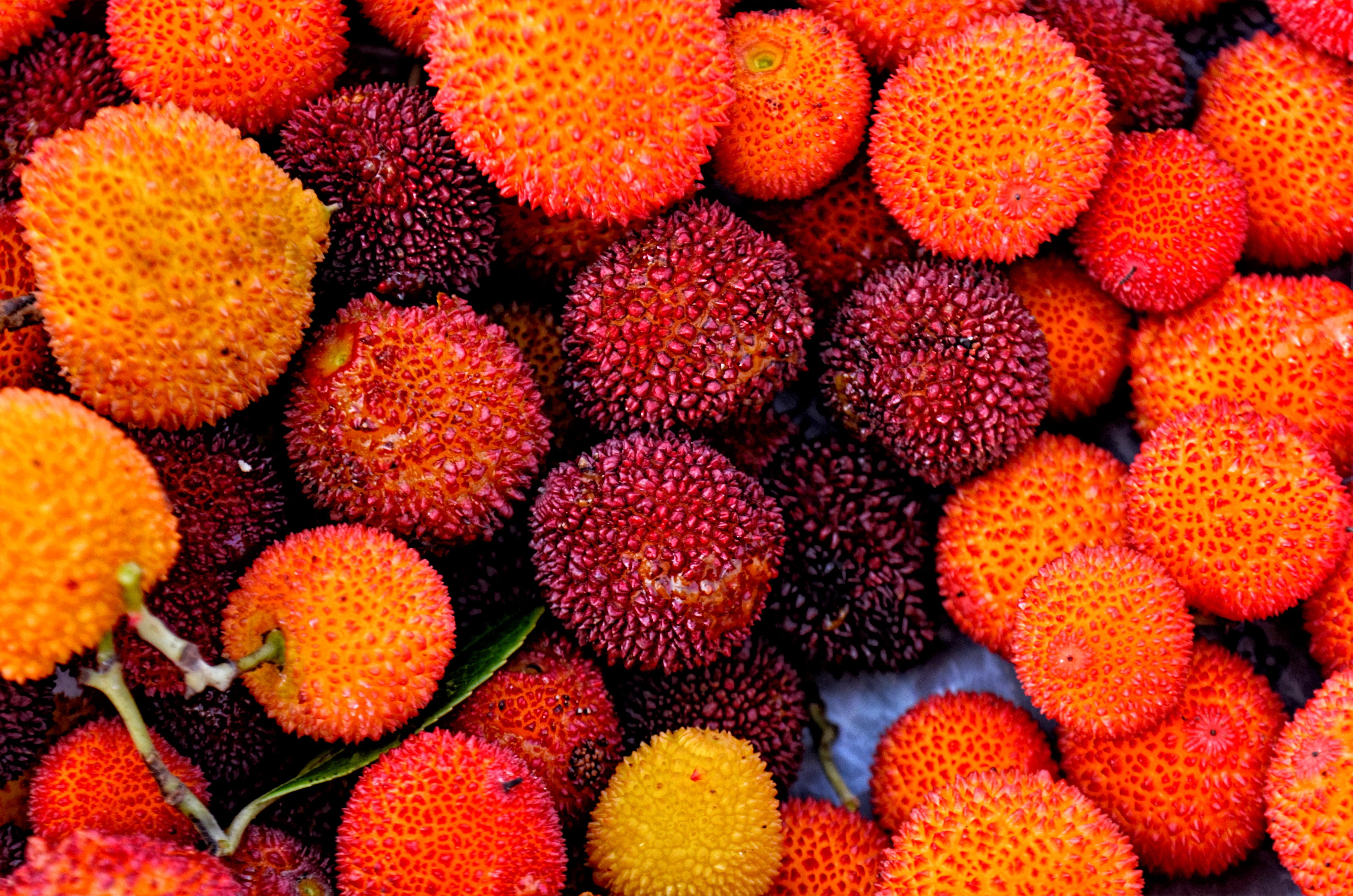 no people, current season, red, garden, landscape nature, environmental, plant cover, botanical, natural turkey, fruit, doburca, tropical fruit, close-up, HD Wallpaper