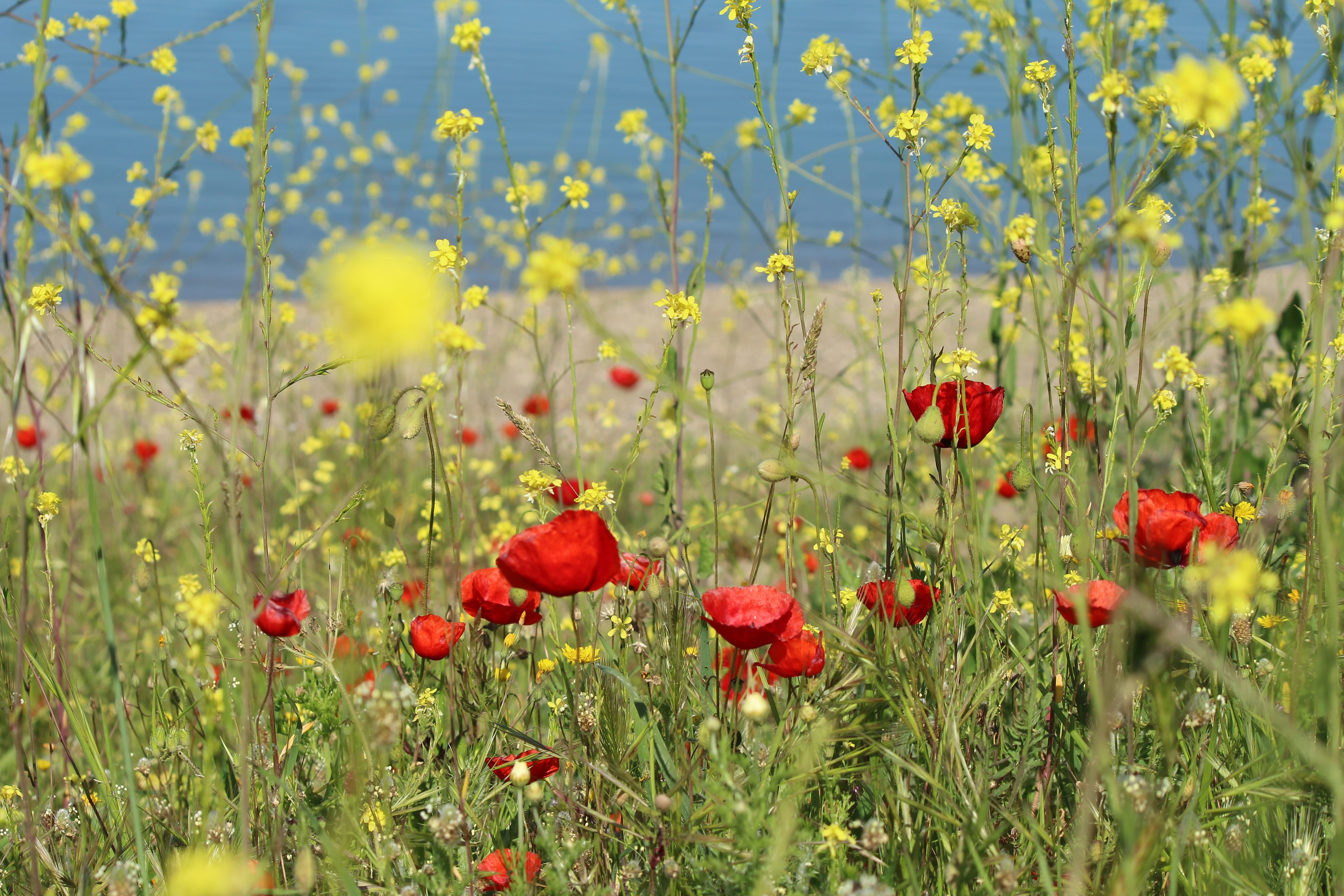 nature, no people, chamomile, flowerbed, field, petal, iznik lake, chan, flowering plant, plant, beauty in nature, land, day, vulnerability, area, close-up, HD Wallpaper