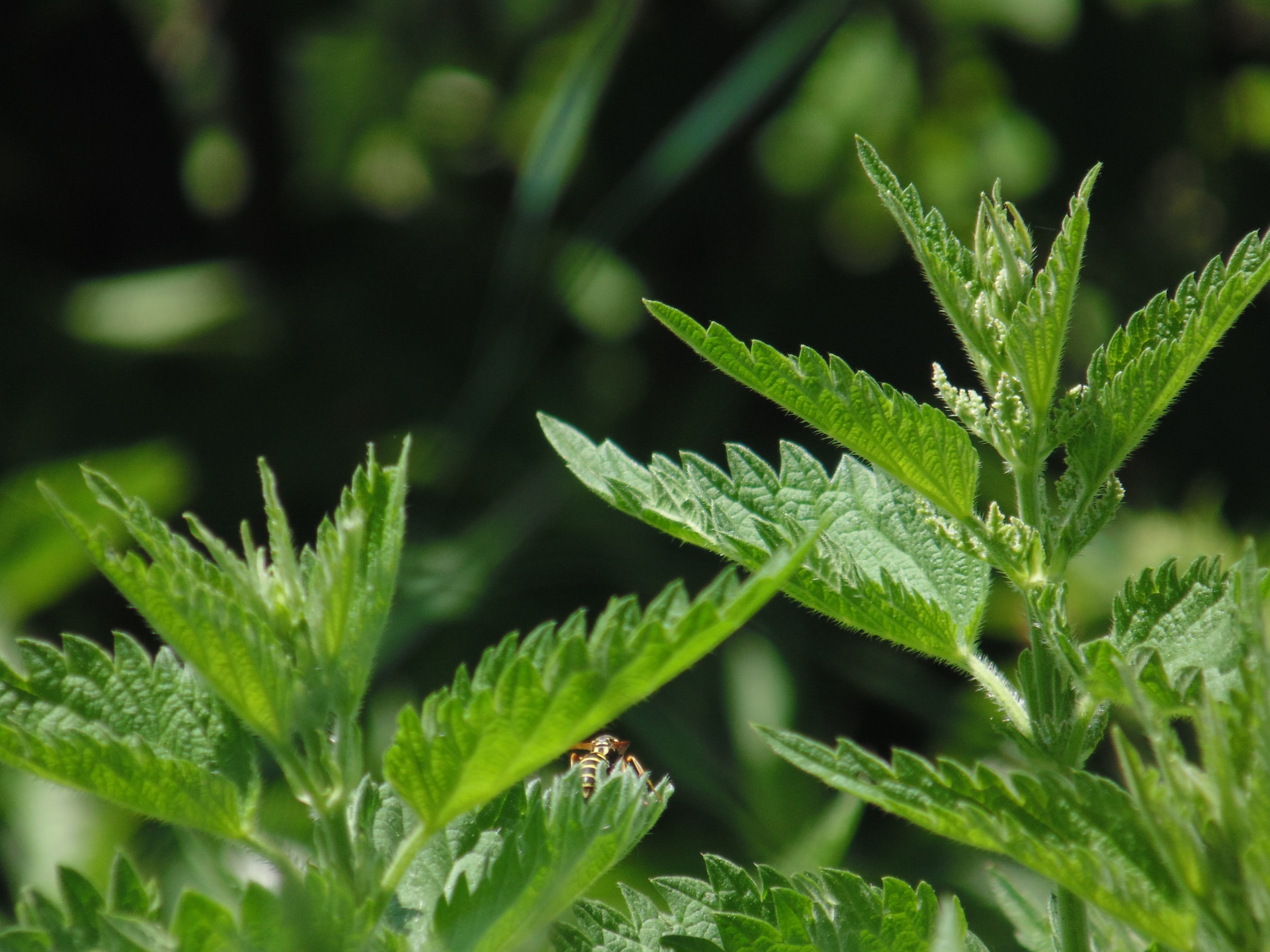 macro, herb, day, leaf, dew, green, close-up, Scholarship, forest, growth, freshness, selective focus, plant part, outdoors, green Color, beauty in nature, HD Wallpaper