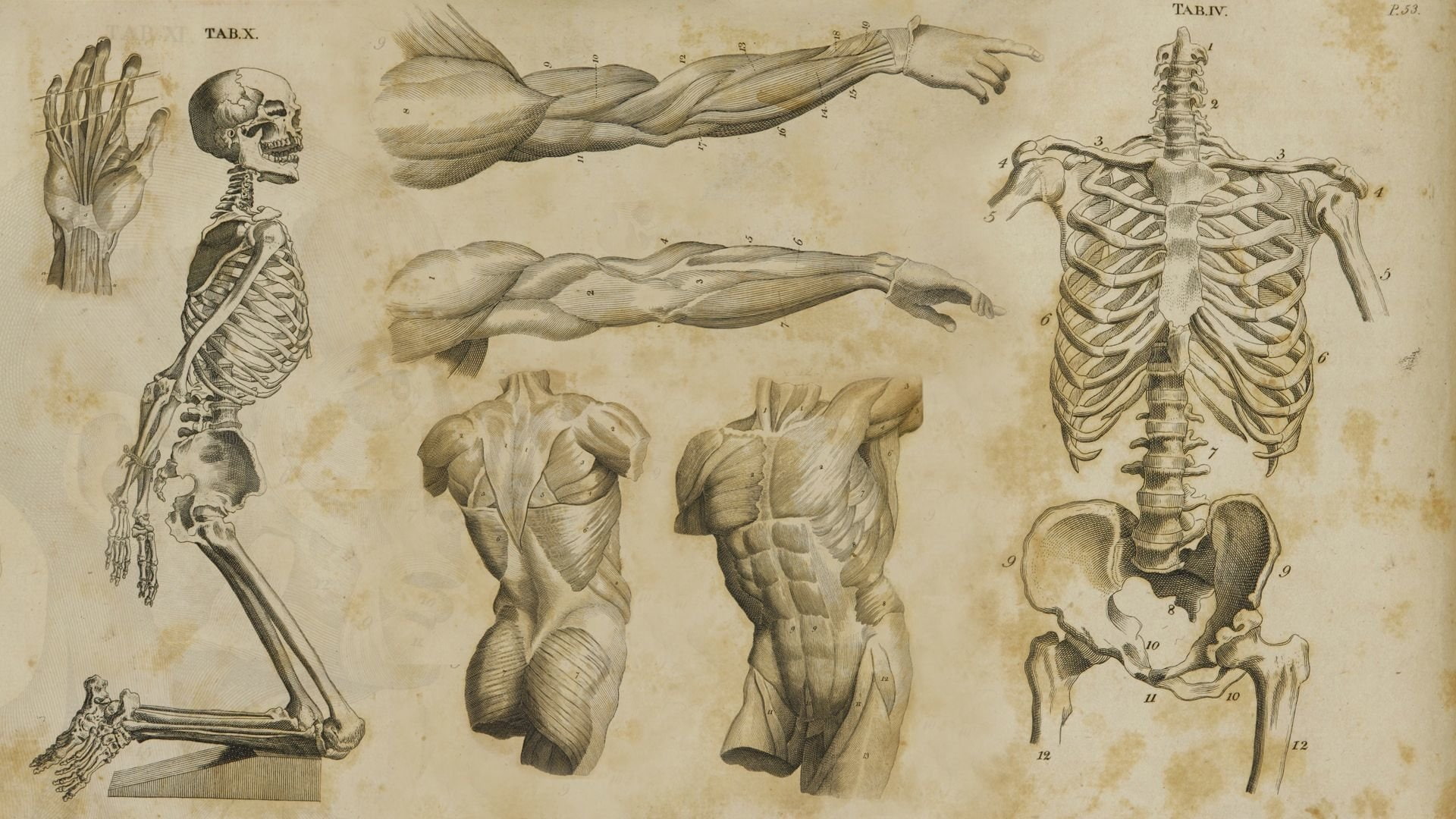 Medicinal, Anatomy, 1080P, Artistic, HD Wallpaper