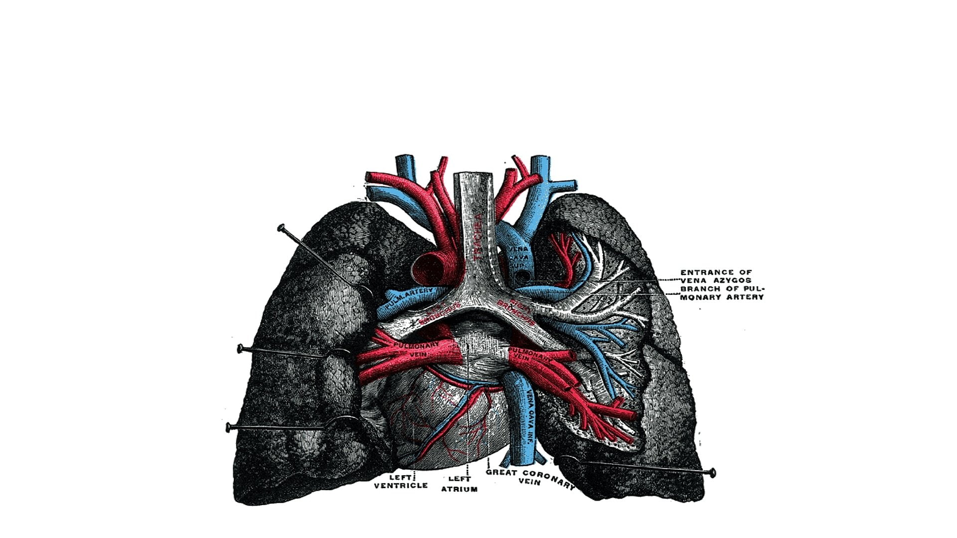 1080P, Artistic, Anatomy, HD Wallpaper