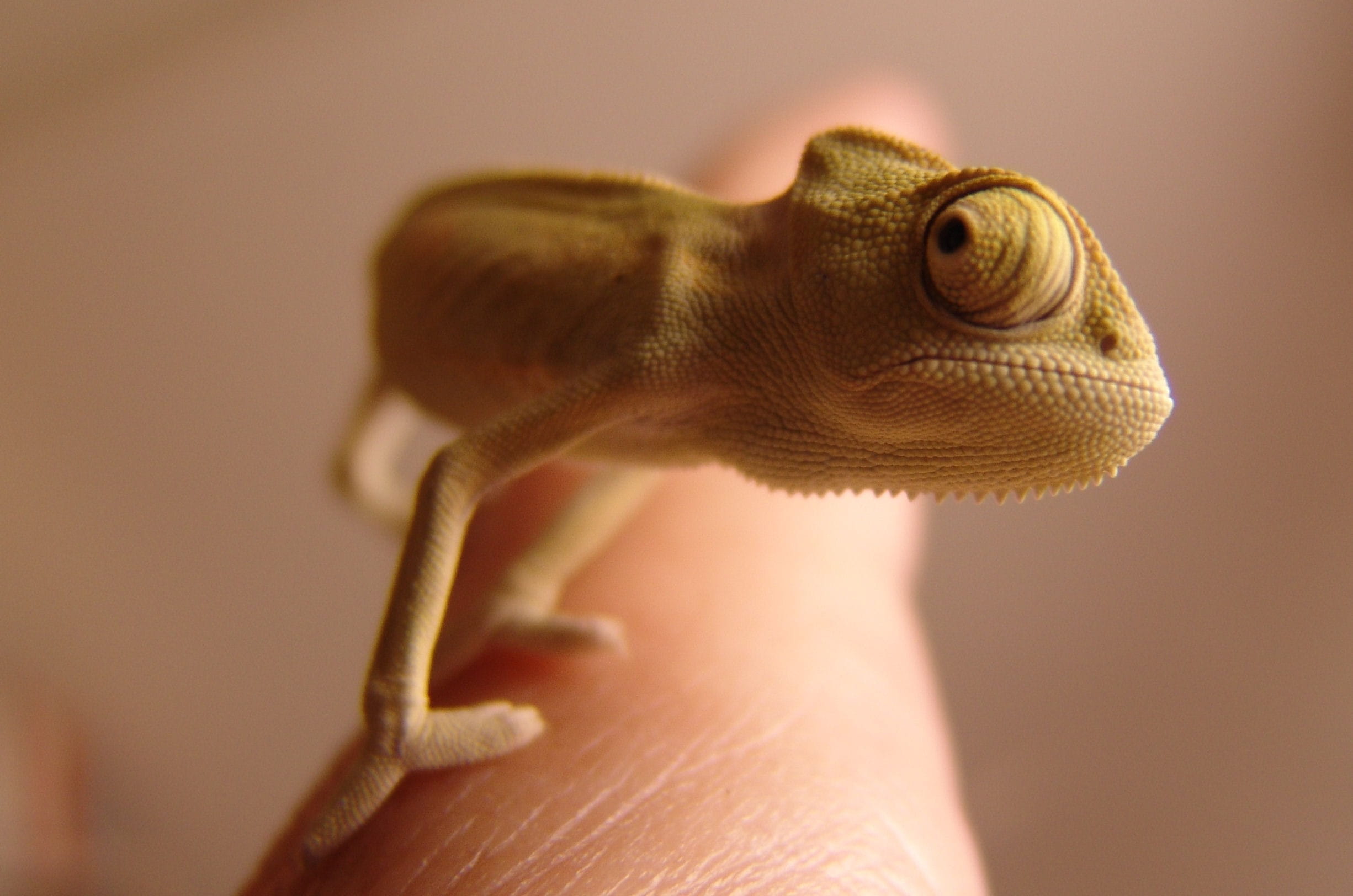 hand, yemen chameleon, green, 1080P, terrarium animals, animal body part, animal themes, vertebrate, holding, animal head, close, small, gecko, body part, HD Wallpaper