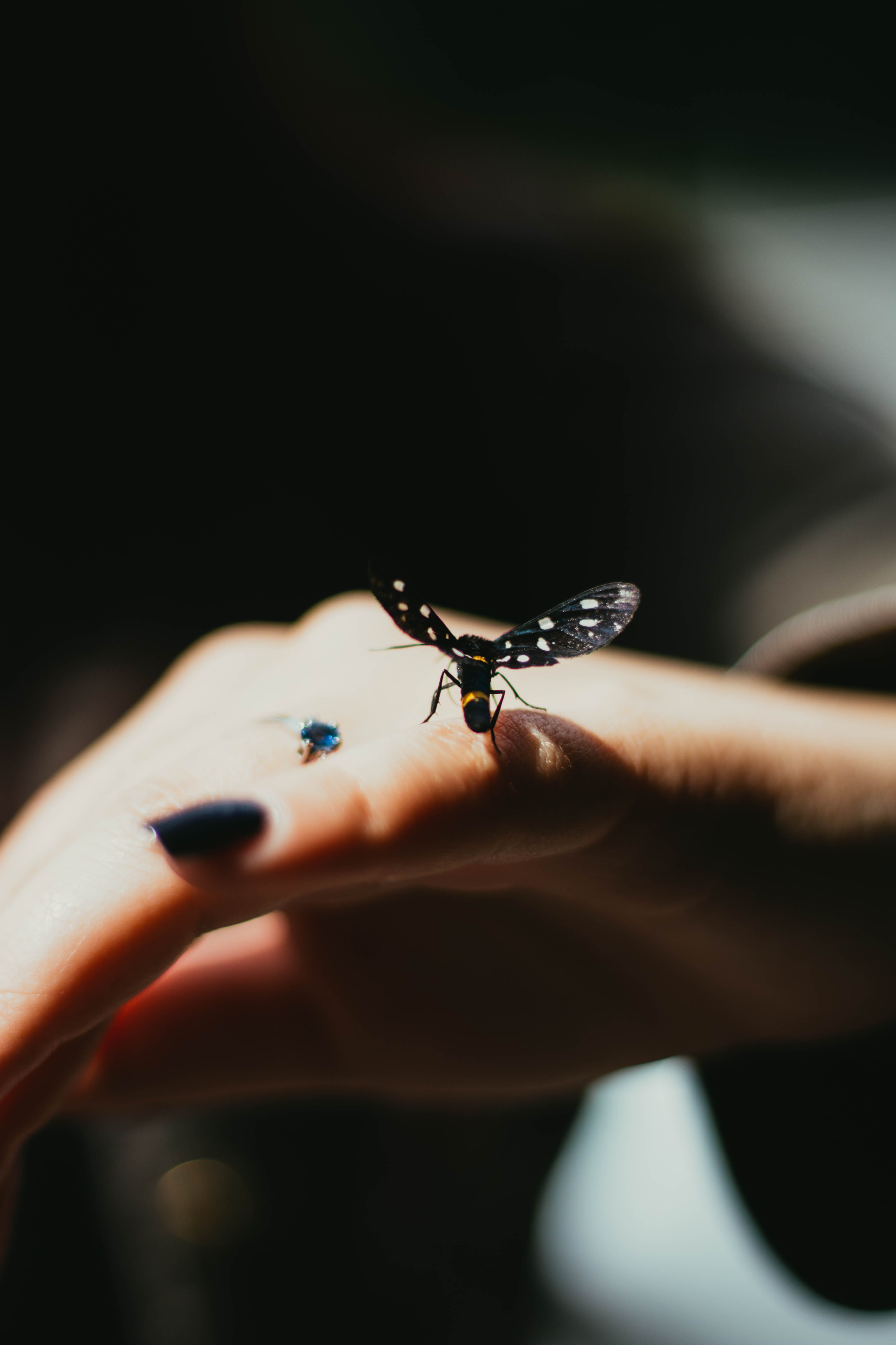 blurred background, human body part, person, wings, one person, dark, human hand, winged, hand, day, invertebrate, one animal, s, photography, outdoors, Phone HD Wallpaper