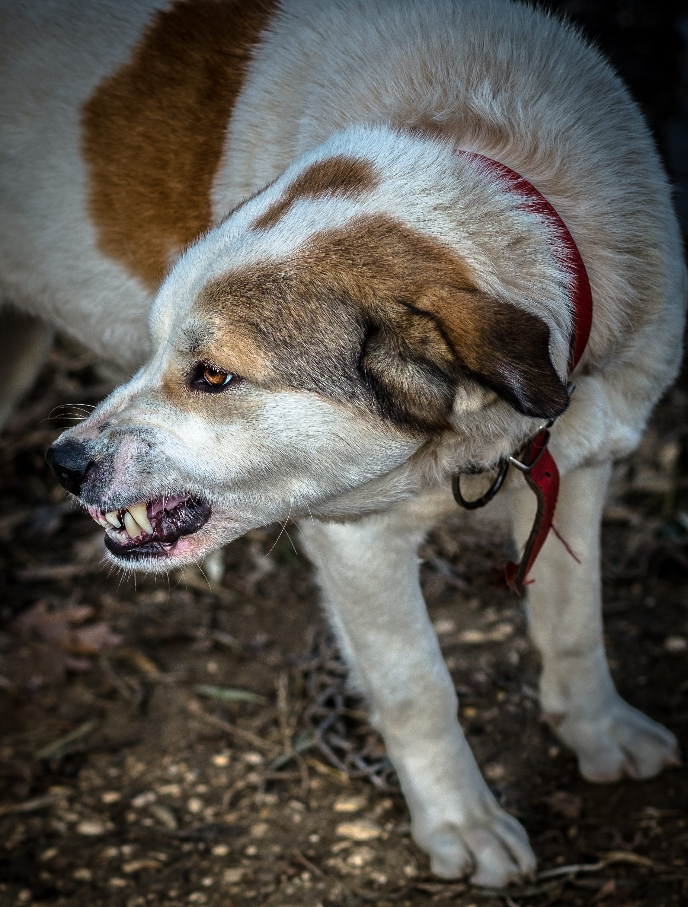 canine, day, violence, land, domestic animals, field, attack, animal, animal mouth, mouth open, animal themes, hatred, vertebrate, mammal, pet, close-up, Phone HD Wallpaper